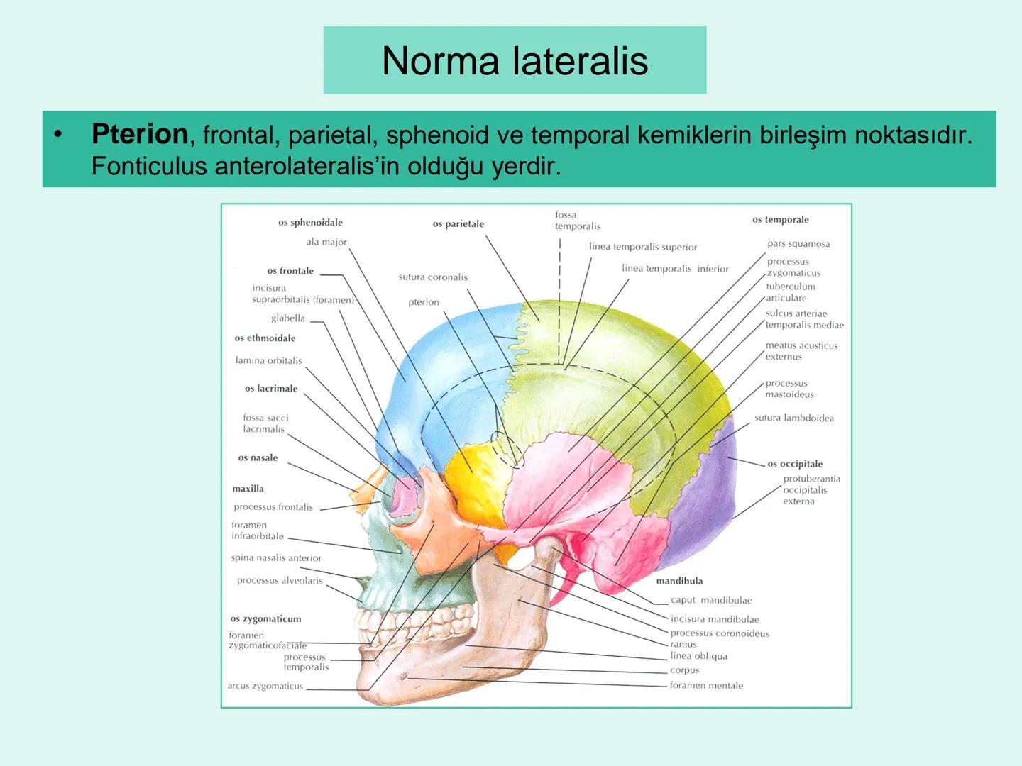 731
ÜNİVER
。
S
E
m
X*1992
Ossa cranii (Kafa kemikleri) # Ossa cranii (Kafa kemikleri)
- Neurocranium
Calvaria
Basis cranii
os frontale