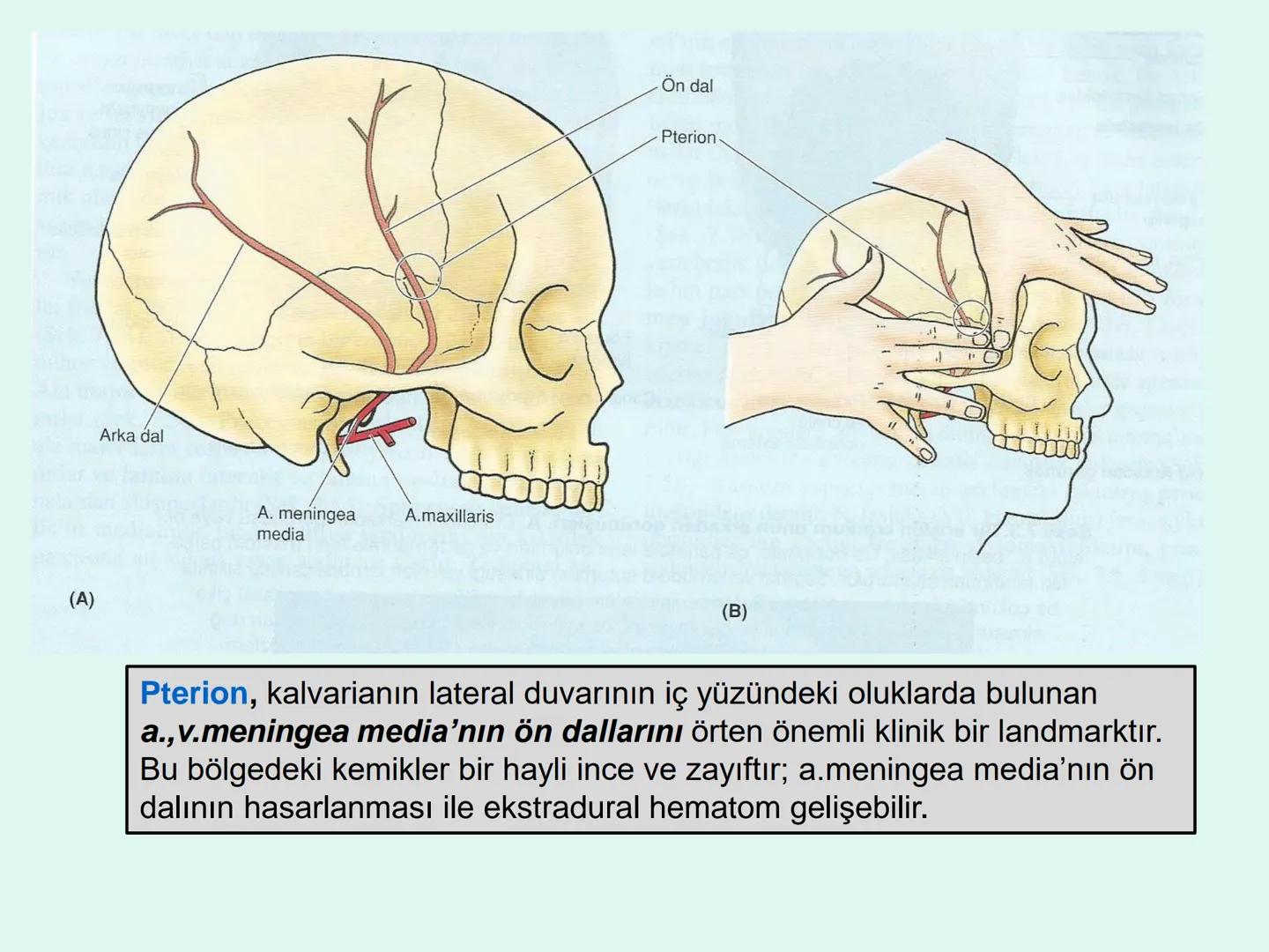 731
ÜNİVER
。
S
E
m
X*1992
Ossa cranii (Kafa kemikleri) # Ossa cranii (Kafa kemikleri)
- Neurocranium
Calvaria
Basis cranii
os frontale