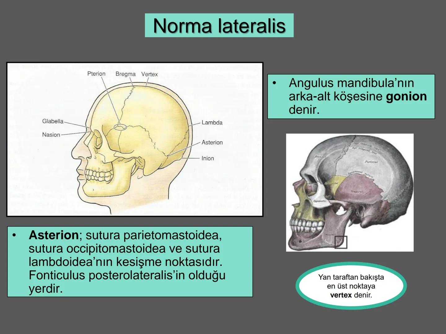 731
ÜNİVER
。
S
E
m
X*1992
Ossa cranii (Kafa kemikleri) # Ossa cranii (Kafa kemikleri)
- Neurocranium
Calvaria
Basis cranii
os frontale