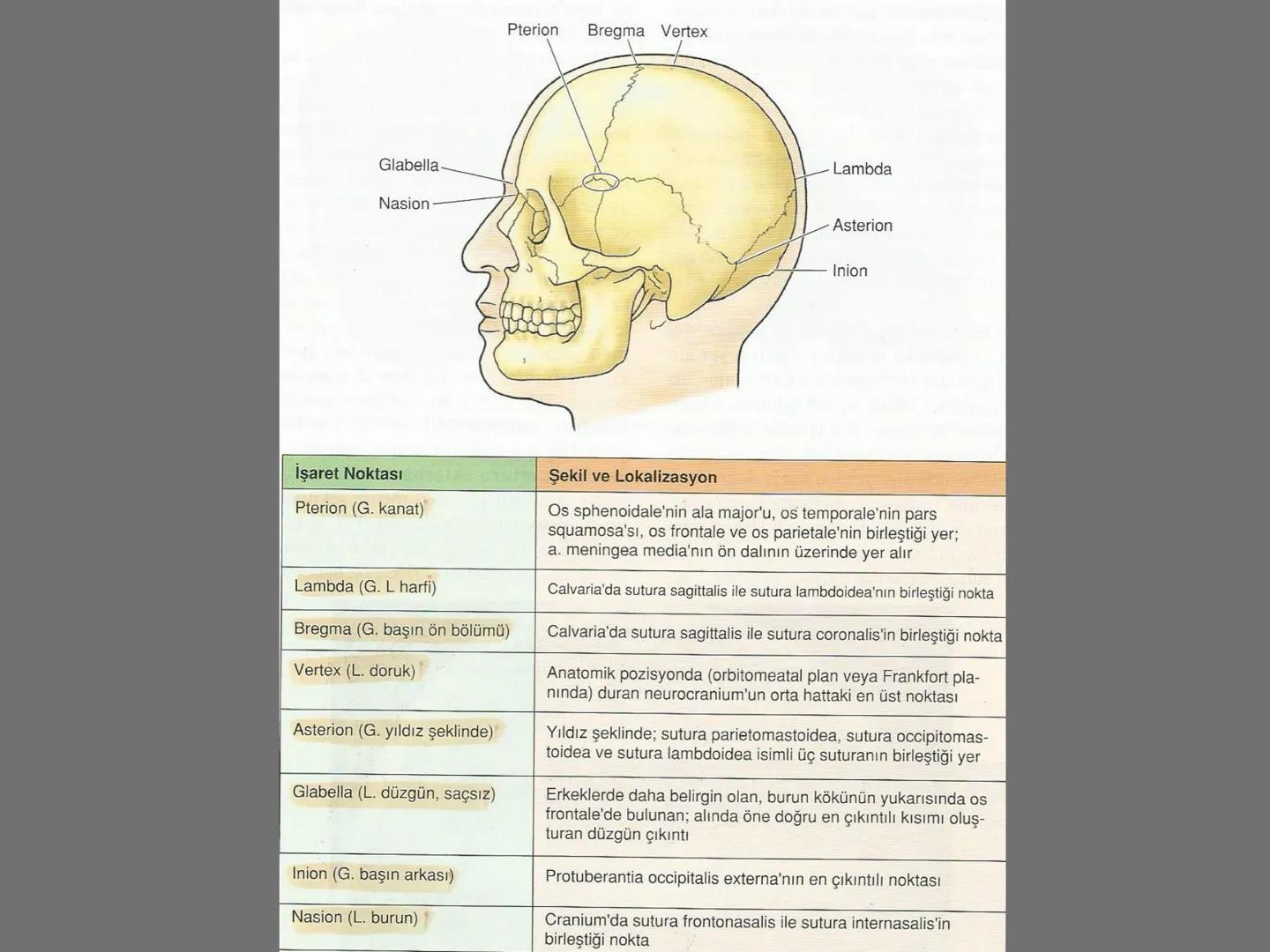 731
ÜNİVER
。
S
E
m
X*1992
Ossa cranii (Kafa kemikleri) # Ossa cranii (Kafa kemikleri)
- Neurocranium
Calvaria
Basis cranii
os frontale