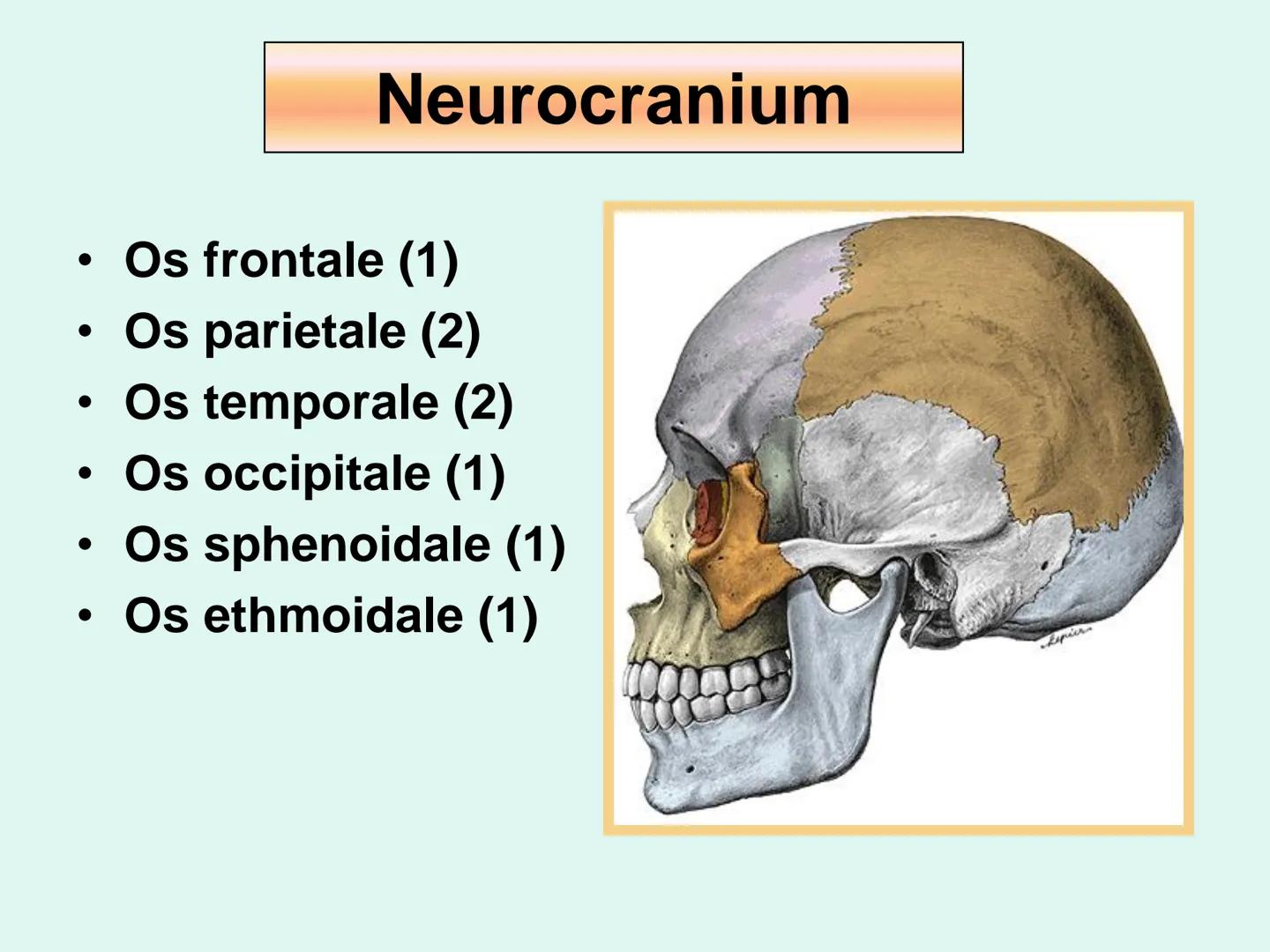 731
ÜNİVER
。
S
E
m
X*1992
Ossa cranii (Kafa kemikleri) # Ossa cranii (Kafa kemikleri)
- Neurocranium
Calvaria
Basis cranii
os frontale