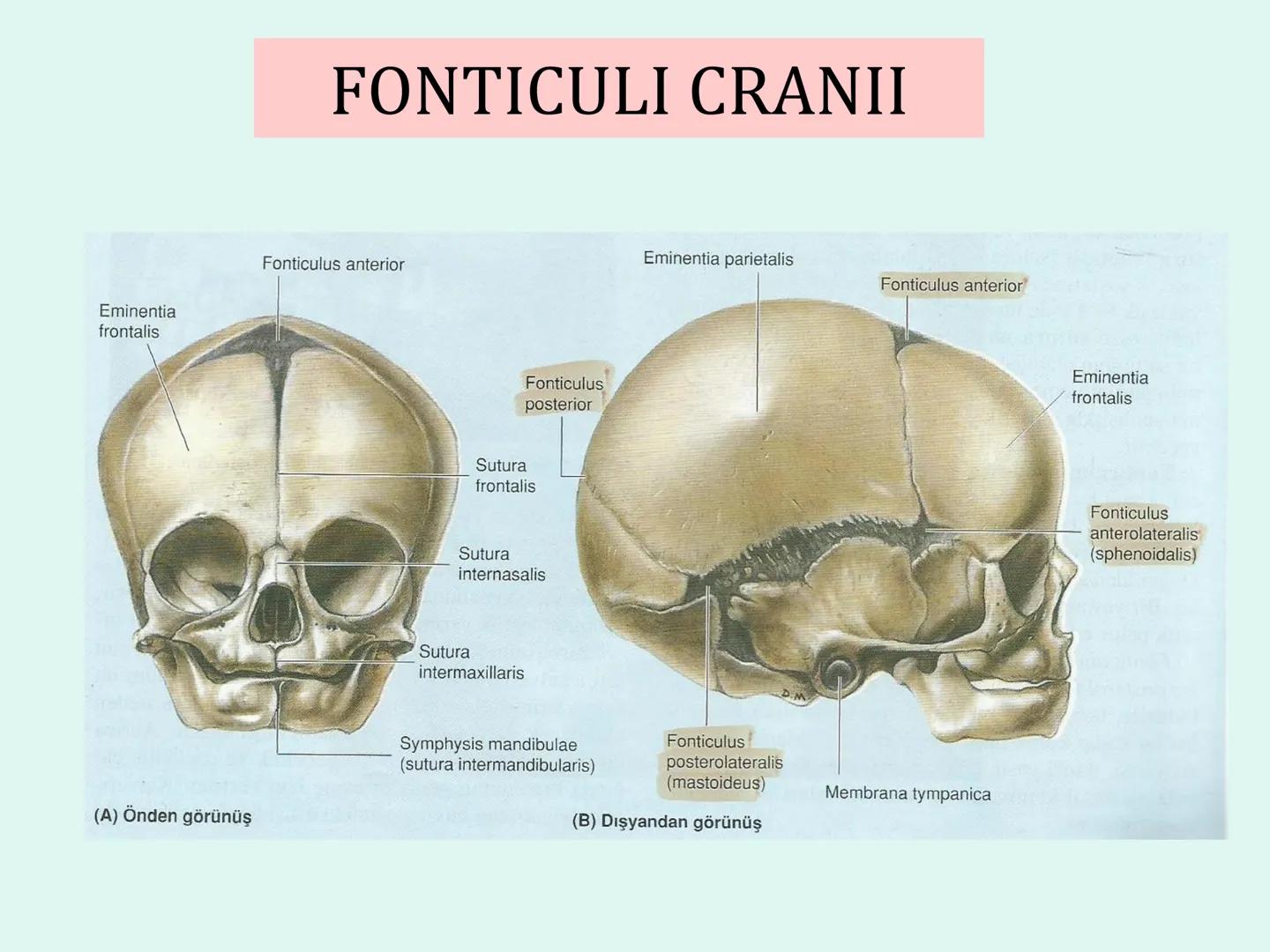 731
ÜNİVER
。
S
E
m
X*1992
Ossa cranii (Kafa kemikleri) # Ossa cranii (Kafa kemikleri)
- Neurocranium
Calvaria
Basis cranii
os frontale