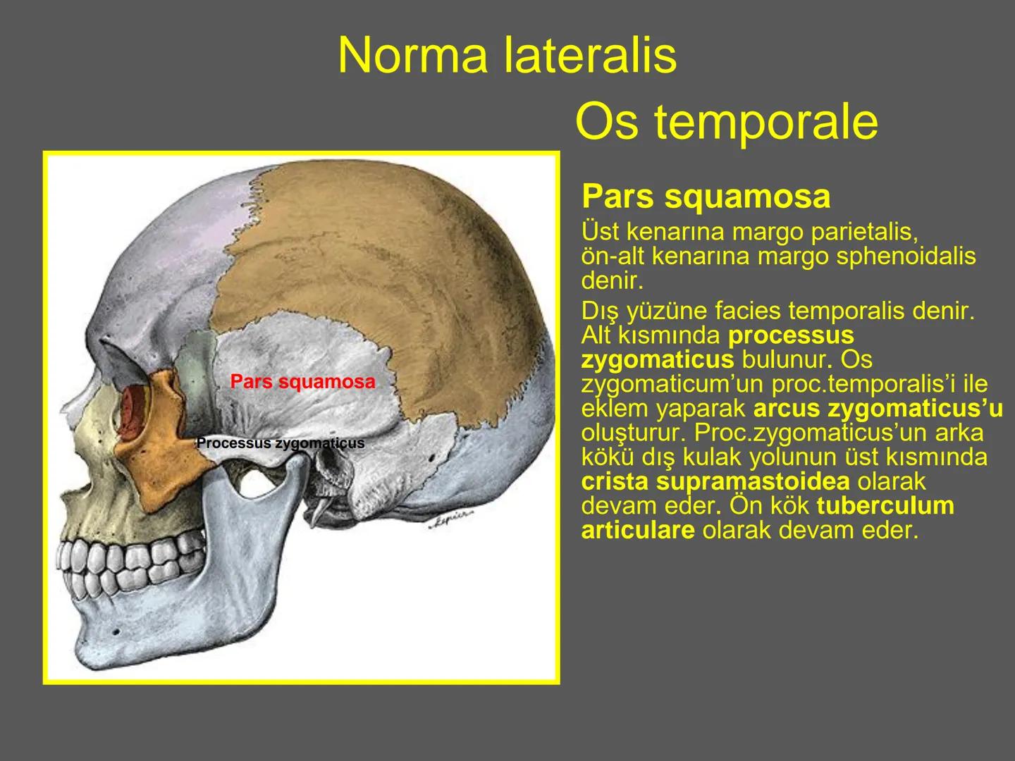 731
ÜNİVER
。
S
E
m
X*1992
Ossa cranii (Kafa kemikleri) # Ossa cranii (Kafa kemikleri)
- Neurocranium
Calvaria
Basis cranii
os frontale