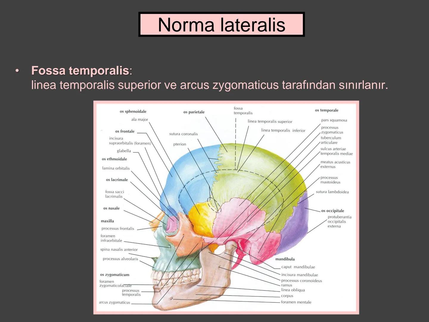 731
ÜNİVER
。
S
E
m
X*1992
Ossa cranii (Kafa kemikleri) # Ossa cranii (Kafa kemikleri)
- Neurocranium
Calvaria
Basis cranii
os frontale