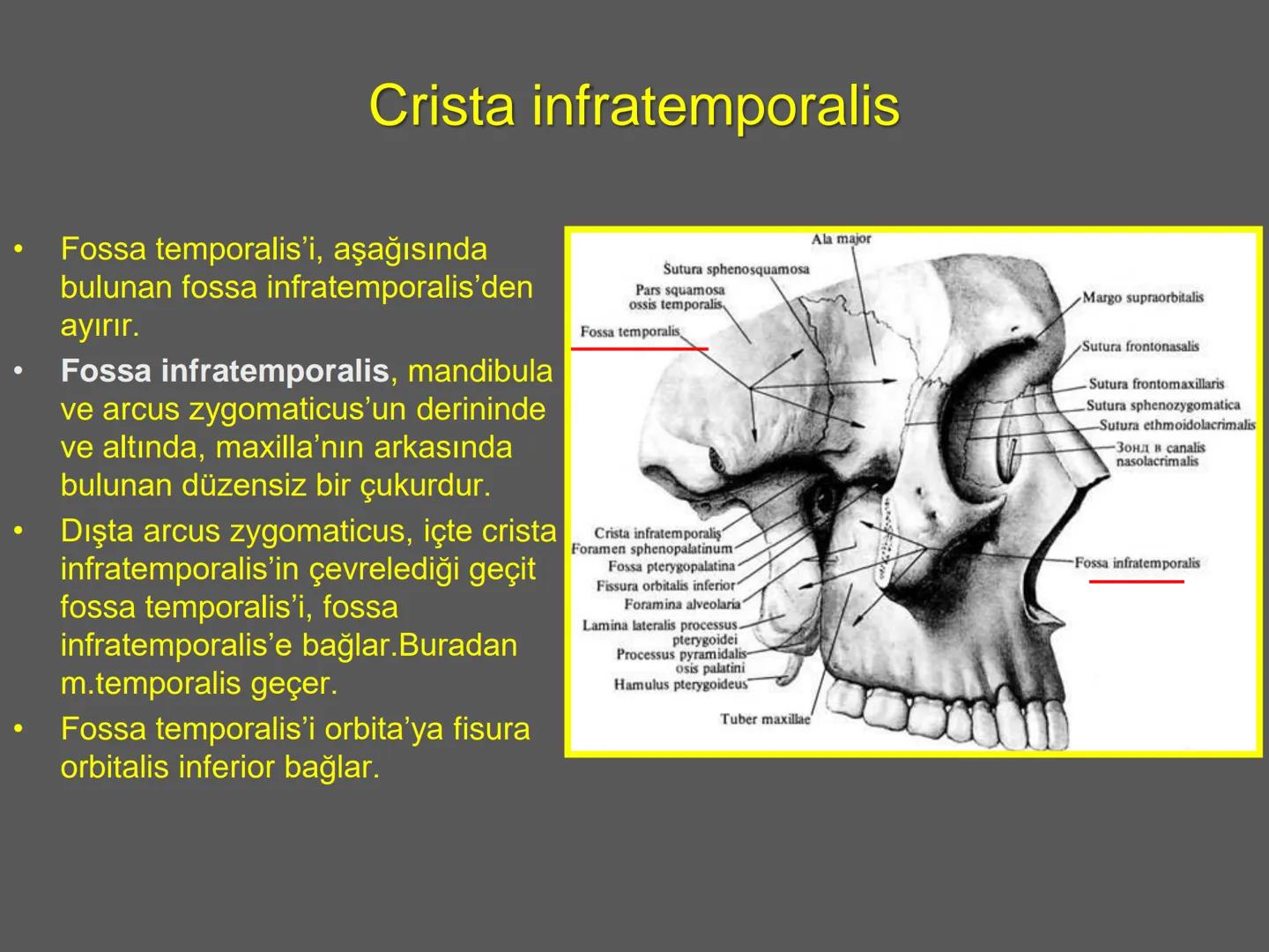 731
ÜNİVER
。
S
E
m
X*1992
Ossa cranii (Kafa kemikleri) # Ossa cranii (Kafa kemikleri)
- Neurocranium
Calvaria
Basis cranii
os frontale