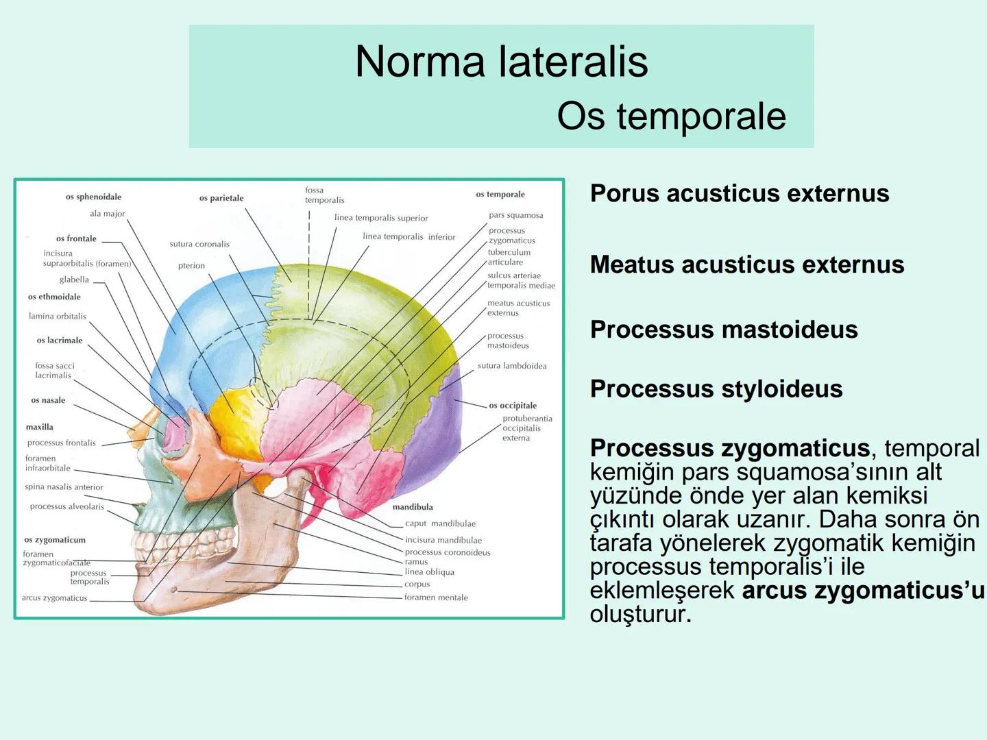 731
ÜNİVER
。
S
E
m
X*1992
Ossa cranii (Kafa kemikleri) # Ossa cranii (Kafa kemikleri)
- Neurocranium
Calvaria
Basis cranii
os frontale