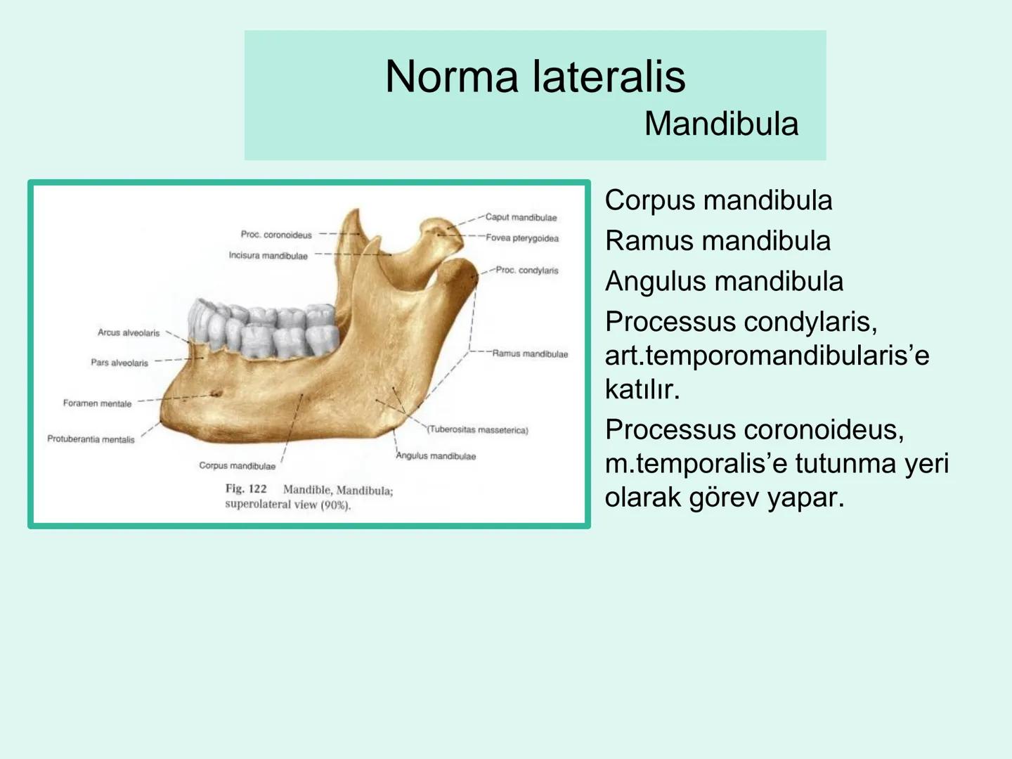 731
ÜNİVER
。
S
E
m
X*1992
Ossa cranii (Kafa kemikleri) # Ossa cranii (Kafa kemikleri)
- Neurocranium
Calvaria
Basis cranii
os frontale