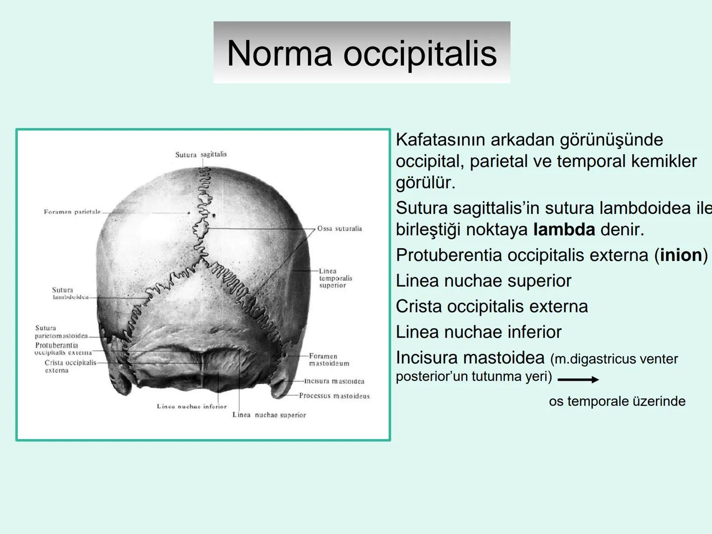 731
ÜNİVER
。
S
E
m
X*1992
Ossa cranii (Kafa kemikleri) # Ossa cranii (Kafa kemikleri)
- Neurocranium
Calvaria
Basis cranii
os frontale