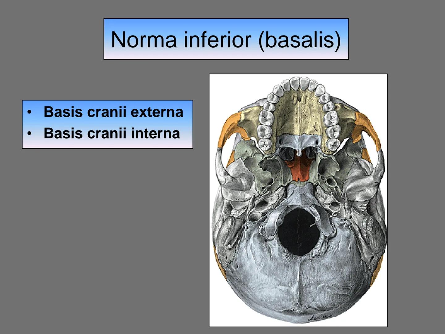 731
ÜNİVER
。
S
E
m
X*1992
Ossa cranii (Kafa kemikleri) # Ossa cranii (Kafa kemikleri)
- Neurocranium
Calvaria
Basis cranii
os frontale