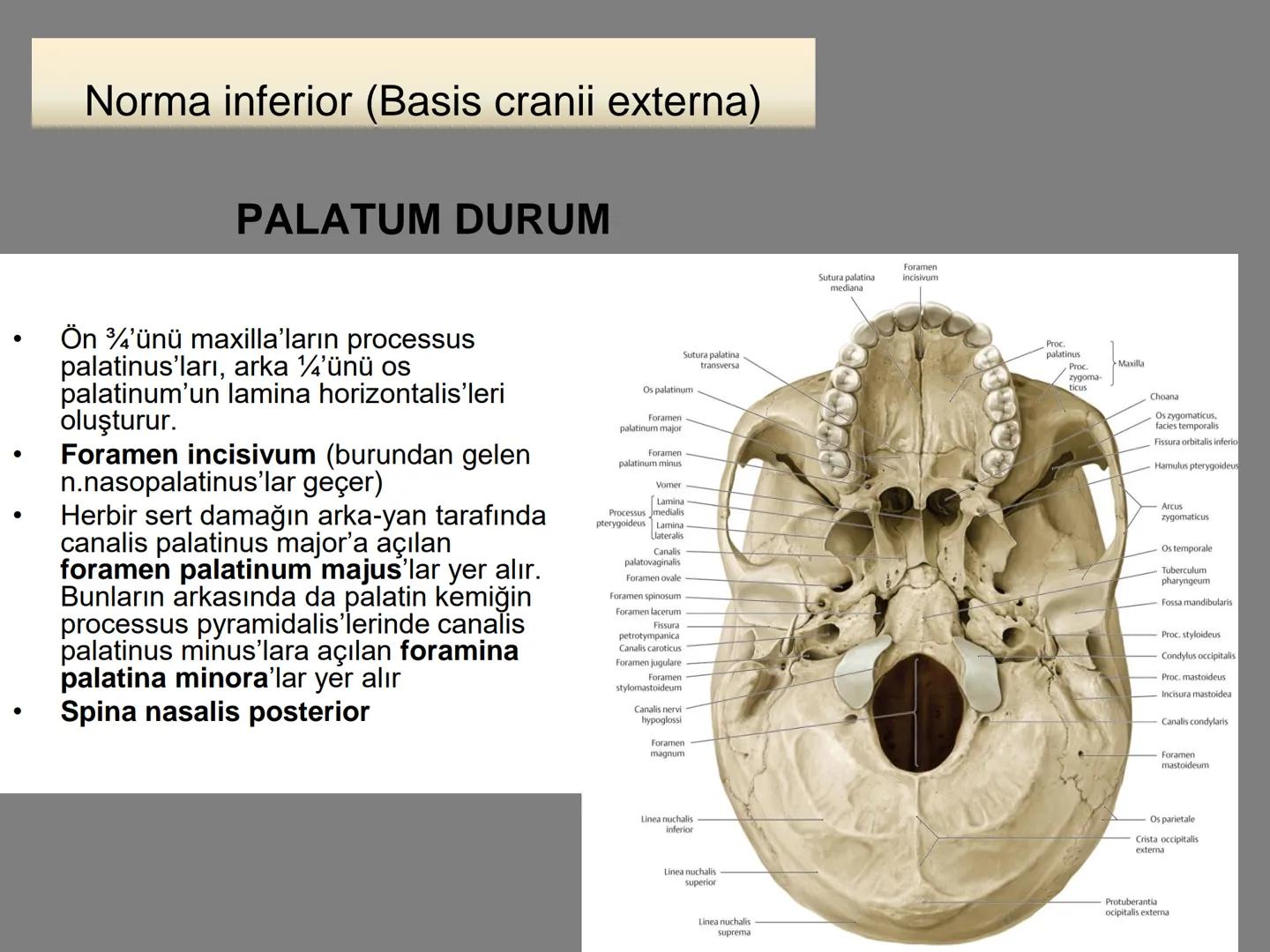 731
ÜNİVER
。
S
E
m
X*1992
Ossa cranii (Kafa kemikleri) # Ossa cranii (Kafa kemikleri)
- Neurocranium
Calvaria
Basis cranii
os frontale