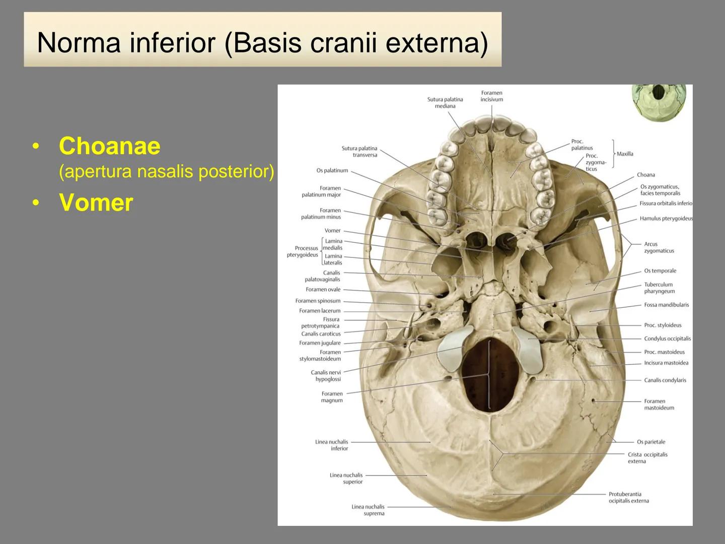 731
ÜNİVER
。
S
E
m
X*1992
Ossa cranii (Kafa kemikleri) # Ossa cranii (Kafa kemikleri)
- Neurocranium
Calvaria
Basis cranii
os frontale