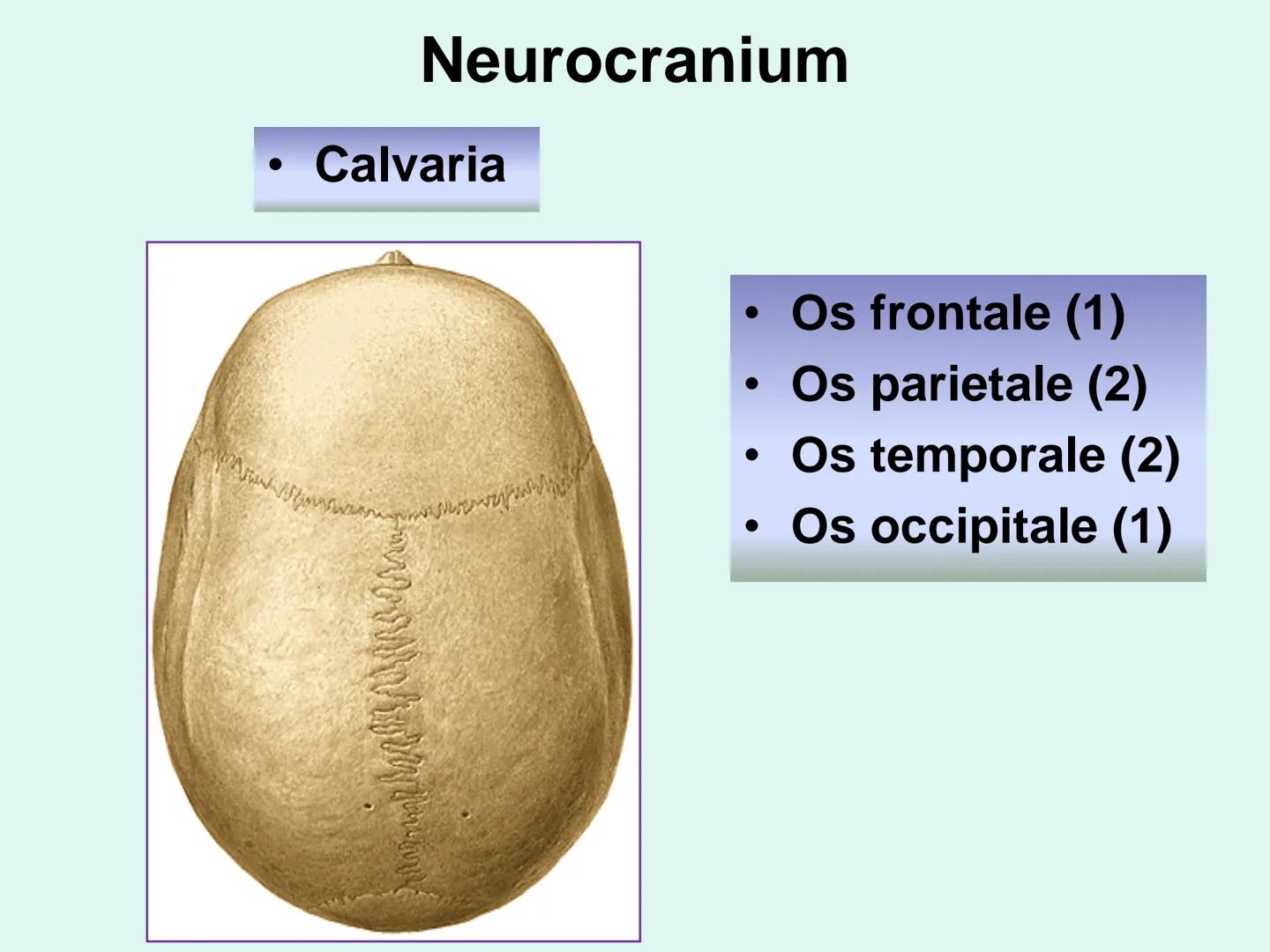 731
ÜNİVER
。
S
E
m
X*1992
Ossa cranii (Kafa kemikleri) # Ossa cranii (Kafa kemikleri)
- Neurocranium
Calvaria
Basis cranii
os frontale