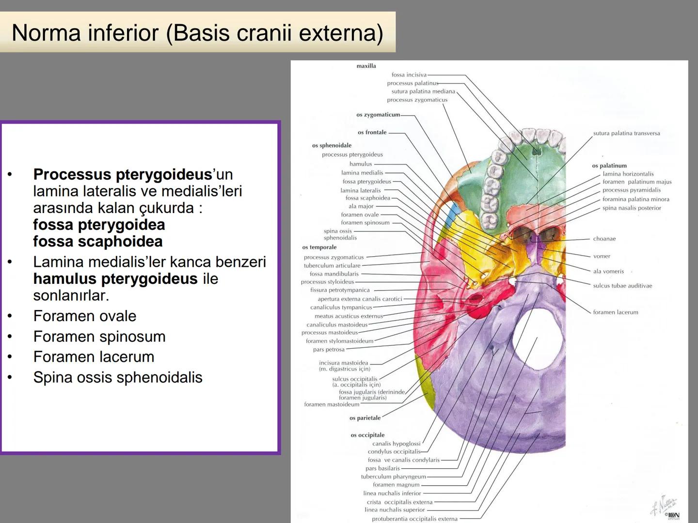 731
ÜNİVER
。
S
E
m
X*1992
Ossa cranii (Kafa kemikleri) # Ossa cranii (Kafa kemikleri)
- Neurocranium
Calvaria
Basis cranii
os frontale