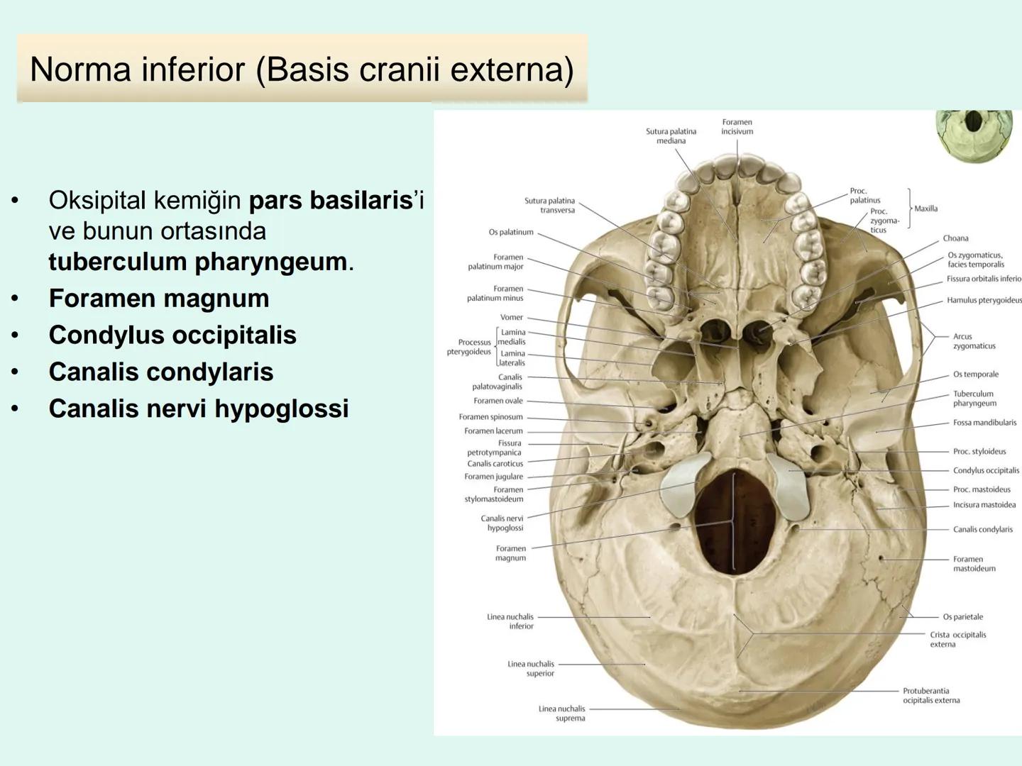 731
ÜNİVER
。
S
E
m
X*1992
Ossa cranii (Kafa kemikleri) # Ossa cranii (Kafa kemikleri)
- Neurocranium
Calvaria
Basis cranii
os frontale