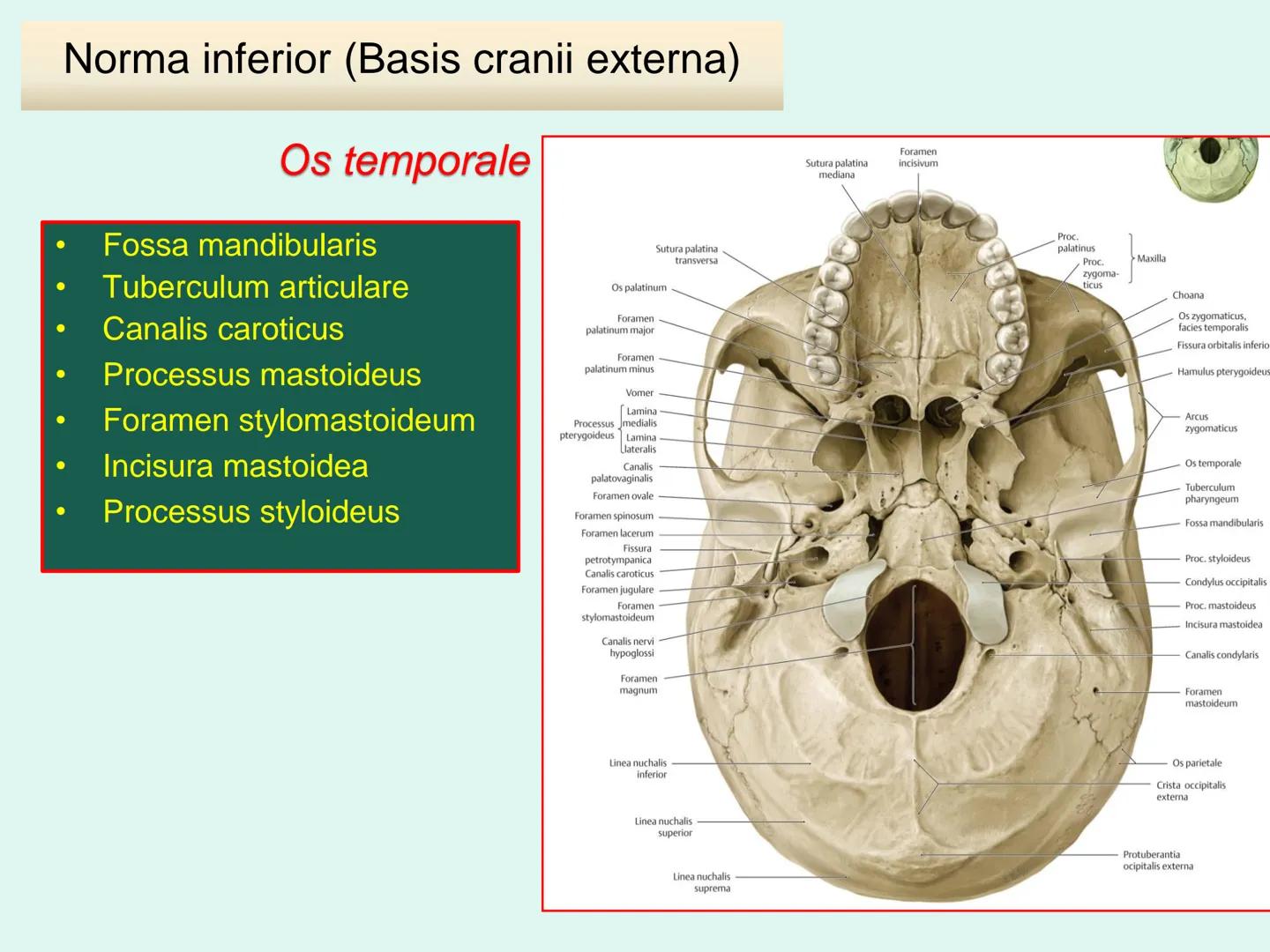 731
ÜNİVER
。
S
E
m
X*1992
Ossa cranii (Kafa kemikleri) # Ossa cranii (Kafa kemikleri)
- Neurocranium
Calvaria
Basis cranii
os frontale