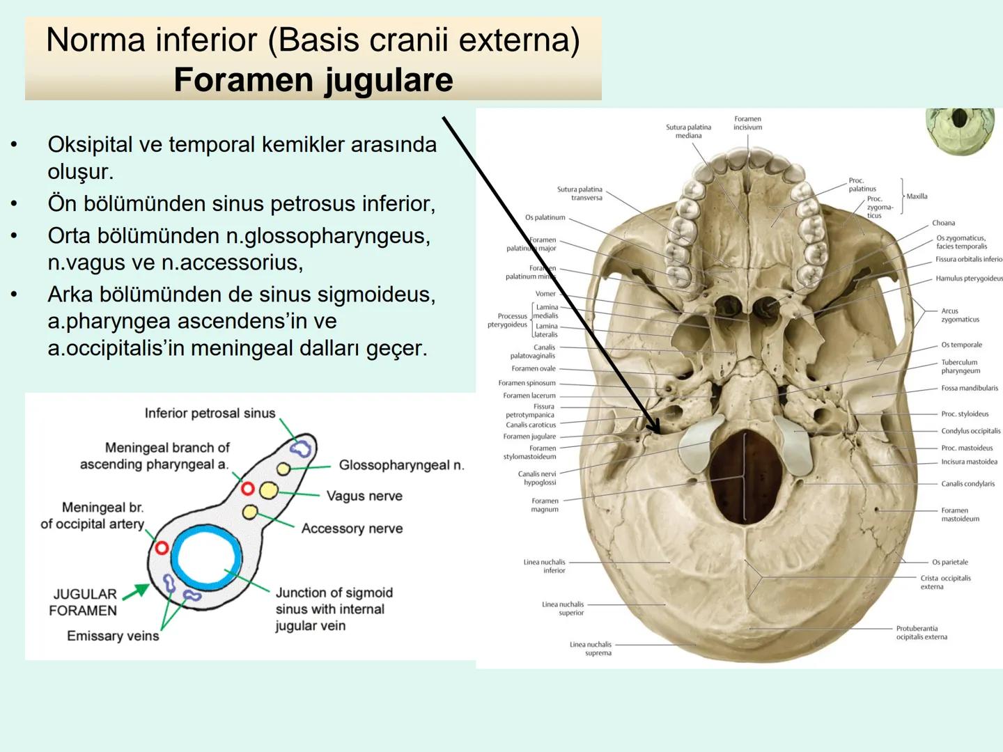 731
ÜNİVER
。
S
E
m
X*1992
Ossa cranii (Kafa kemikleri) # Ossa cranii (Kafa kemikleri)
- Neurocranium
Calvaria
Basis cranii
os frontale