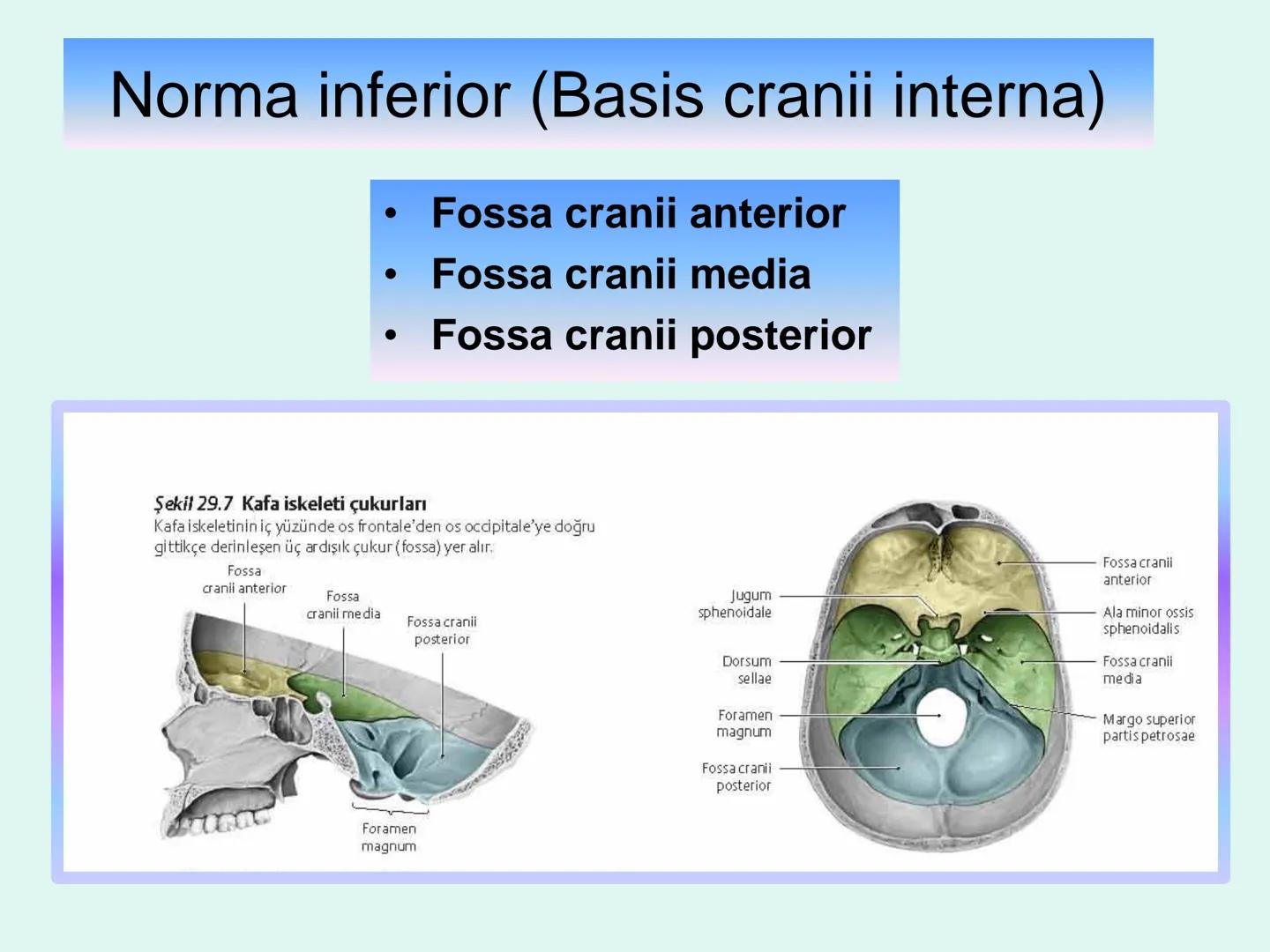 731
ÜNİVER
。
S
E
m
X*1992
Ossa cranii (Kafa kemikleri) # Ossa cranii (Kafa kemikleri)
- Neurocranium
Calvaria
Basis cranii
os frontale