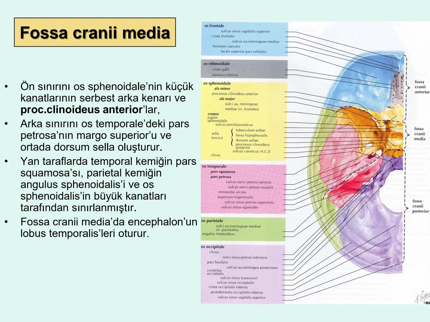 731
ÜNİVER
。
S
E
m
X*1992
Ossa cranii (Kafa kemikleri) # Ossa cranii (Kafa kemikleri)
- Neurocranium
Calvaria
Basis cranii
os frontale