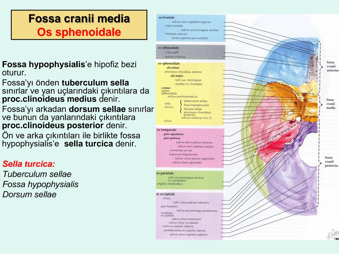 731
ÜNİVER
。
S
E
m
X*1992
Ossa cranii (Kafa kemikleri) # Ossa cranii (Kafa kemikleri)
- Neurocranium
Calvaria
Basis cranii
os frontale