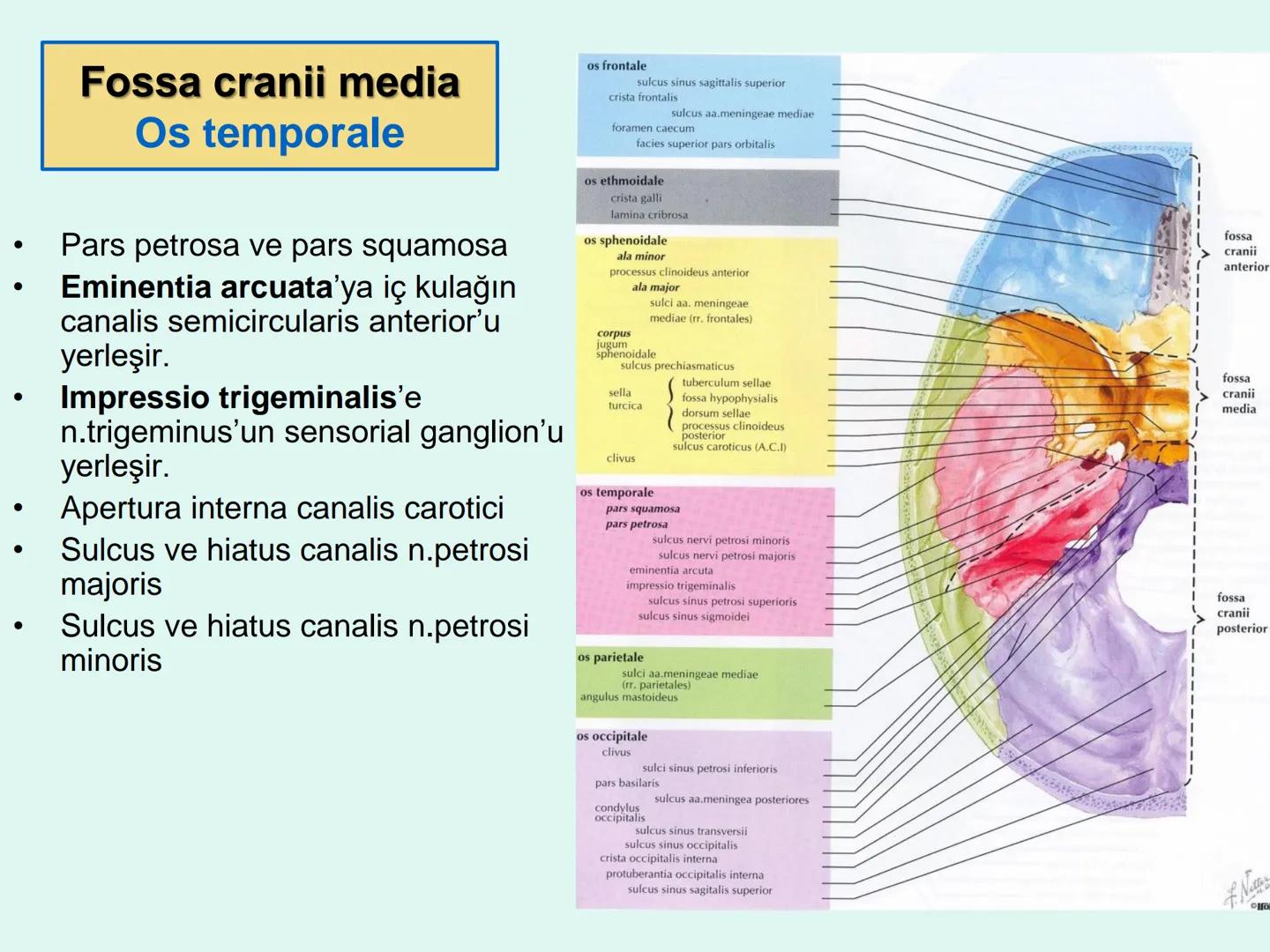 731
ÜNİVER
。
S
E
m
X*1992
Ossa cranii (Kafa kemikleri) # Ossa cranii (Kafa kemikleri)
- Neurocranium
Calvaria
Basis cranii
os frontale