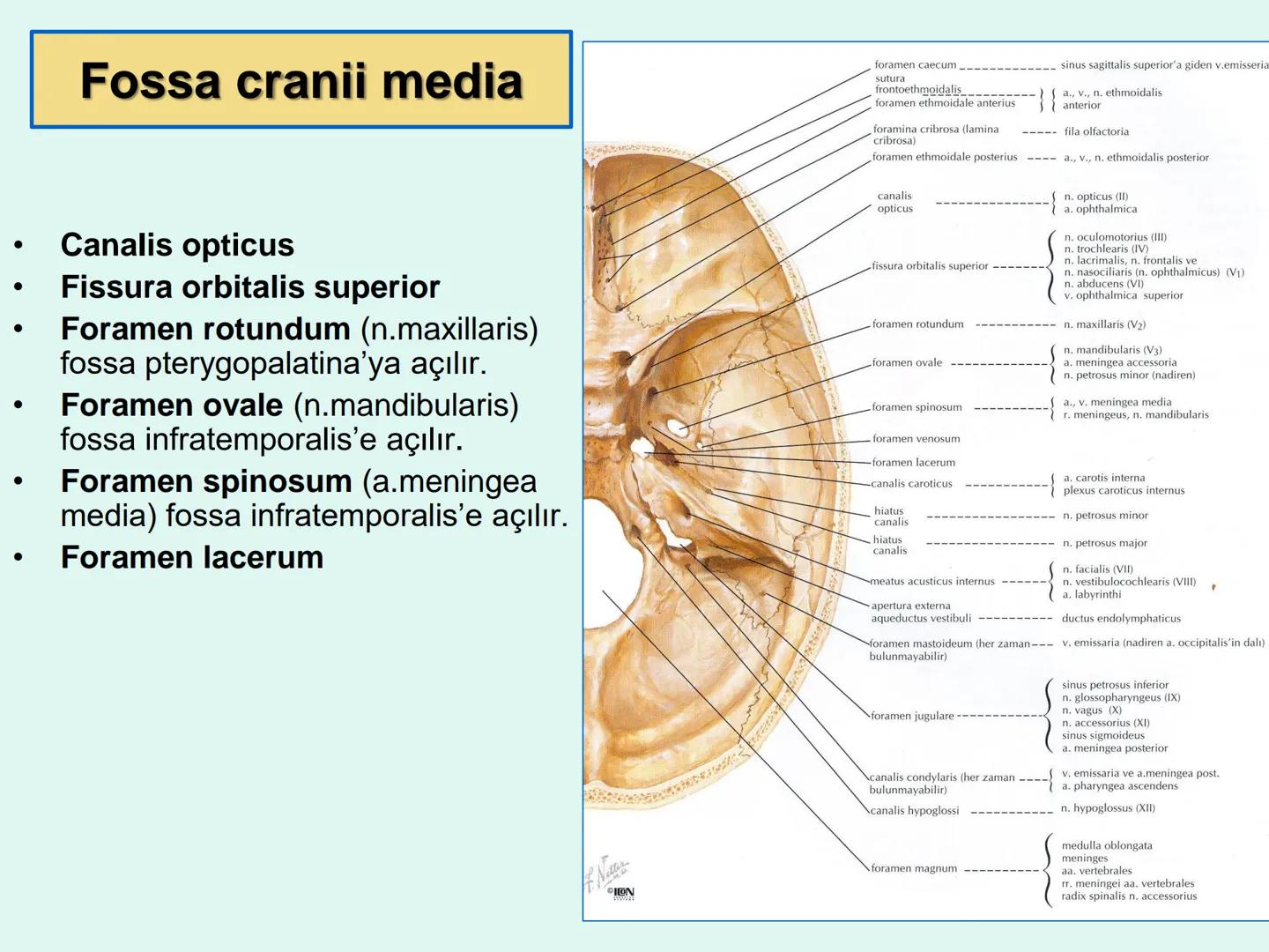 731
ÜNİVER
。
S
E
m
X*1992
Ossa cranii (Kafa kemikleri) # Ossa cranii (Kafa kemikleri)
- Neurocranium
Calvaria
Basis cranii
os frontale