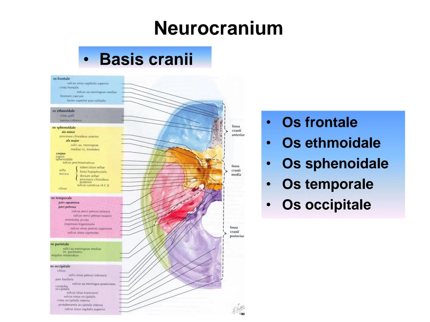 731
ÜNİVER
。
S
E
m
X*1992
Ossa cranii (Kafa kemikleri) # Ossa cranii (Kafa kemikleri)
- Neurocranium
Calvaria
Basis cranii
os frontale