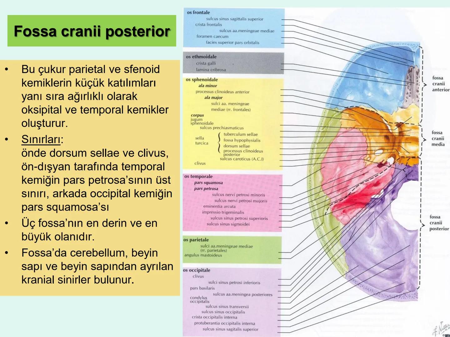 731
ÜNİVER
。
S
E
m
X*1992
Ossa cranii (Kafa kemikleri) # Ossa cranii (Kafa kemikleri)
- Neurocranium
Calvaria
Basis cranii
os frontale