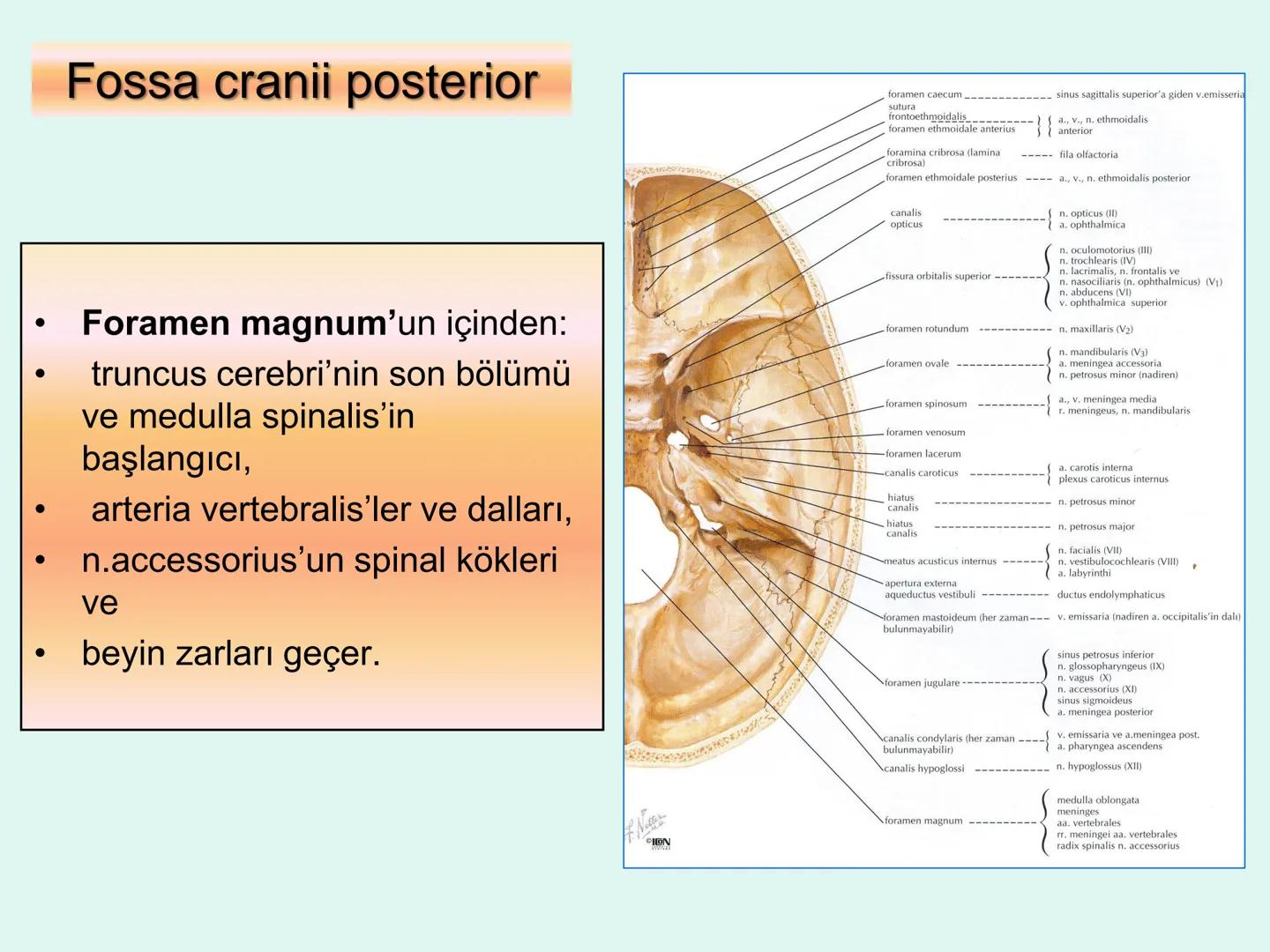 731
ÜNİVER
。
S
E
m
X*1992
Ossa cranii (Kafa kemikleri) # Ossa cranii (Kafa kemikleri)
- Neurocranium
Calvaria
Basis cranii
os frontale
