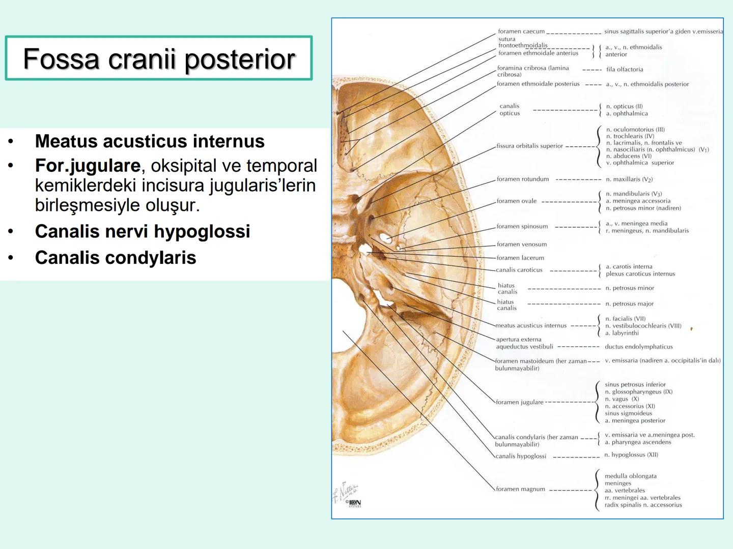 731
ÜNİVER
。
S
E
m
X*1992
Ossa cranii (Kafa kemikleri) # Ossa cranii (Kafa kemikleri)
- Neurocranium
Calvaria
Basis cranii
os frontale