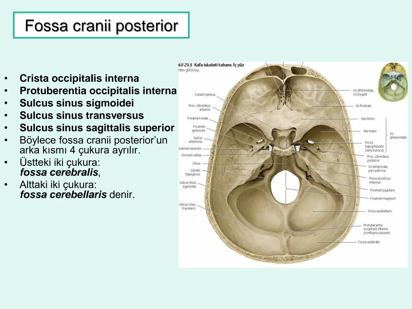 731
ÜNİVER
。
S
E
m
X*1992
Ossa cranii (Kafa kemikleri) # Ossa cranii (Kafa kemikleri)
- Neurocranium
Calvaria
Basis cranii
os frontale