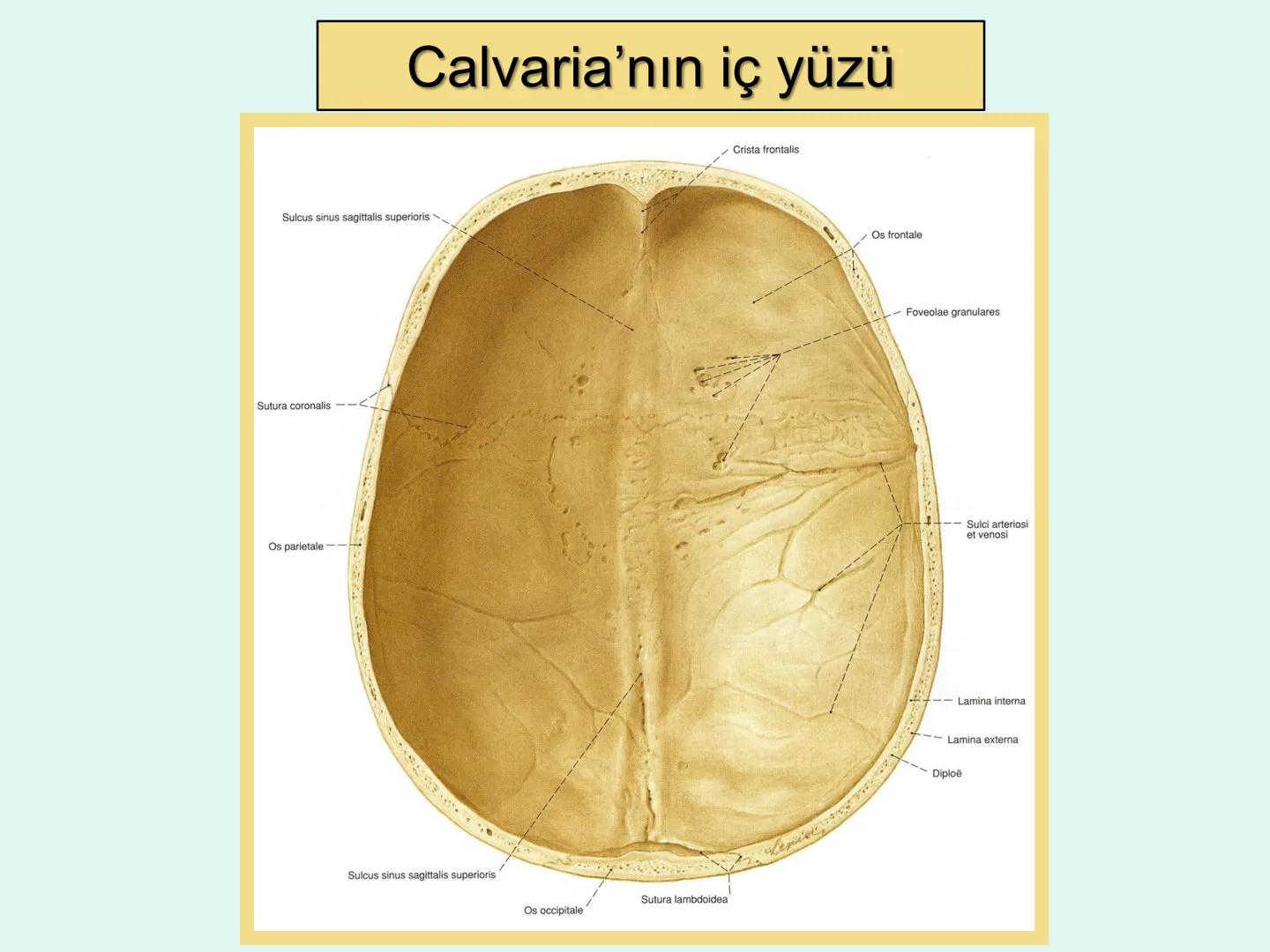 731
ÜNİVER
。
S
E
m
X*1992
Ossa cranii (Kafa kemikleri) # Ossa cranii (Kafa kemikleri)
- Neurocranium
Calvaria
Basis cranii
os frontale