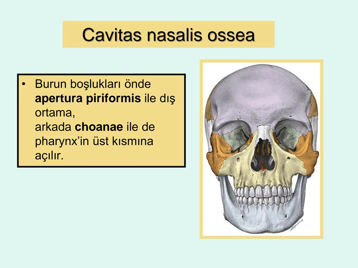 731
ÜNİVER
。
S
E
m
X*1992
Ossa cranii (Kafa kemikleri) # Ossa cranii (Kafa kemikleri)
- Neurocranium
Calvaria
Basis cranii
os frontale