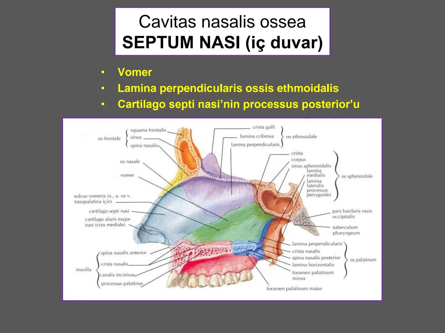 731
ÜNİVER
。
S
E
m
X*1992
Ossa cranii (Kafa kemikleri) # Ossa cranii (Kafa kemikleri)
- Neurocranium
Calvaria
Basis cranii
os frontale