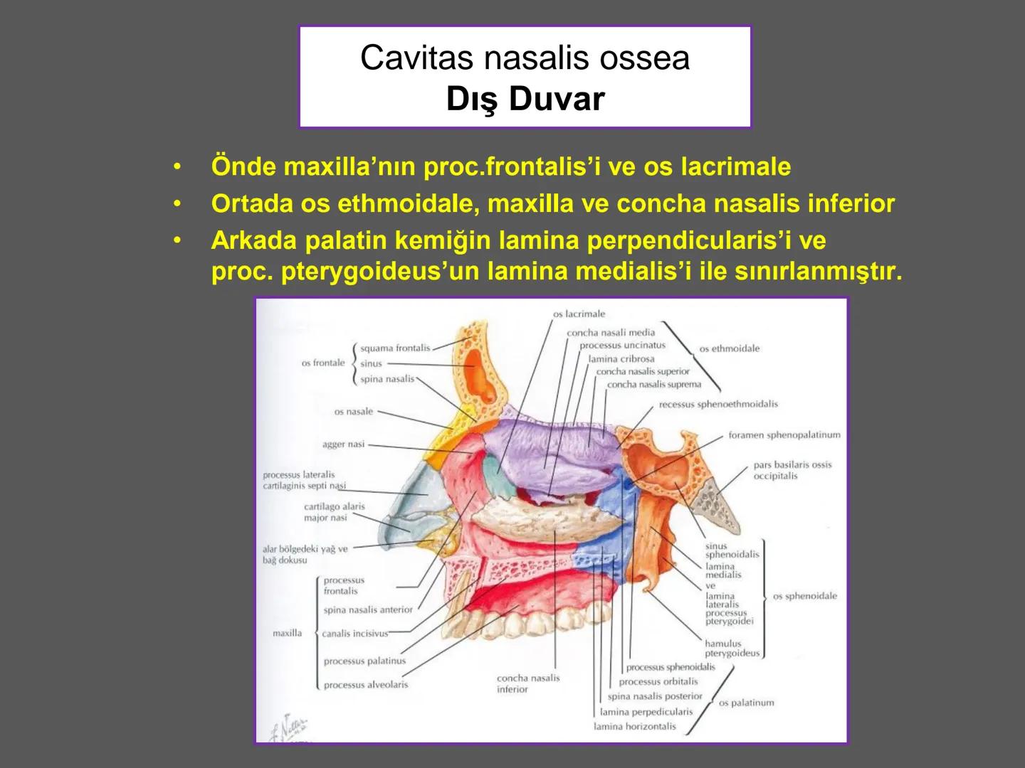 731
ÜNİVER
。
S
E
m
X*1992
Ossa cranii (Kafa kemikleri) # Ossa cranii (Kafa kemikleri)
- Neurocranium
Calvaria
Basis cranii
os frontale
