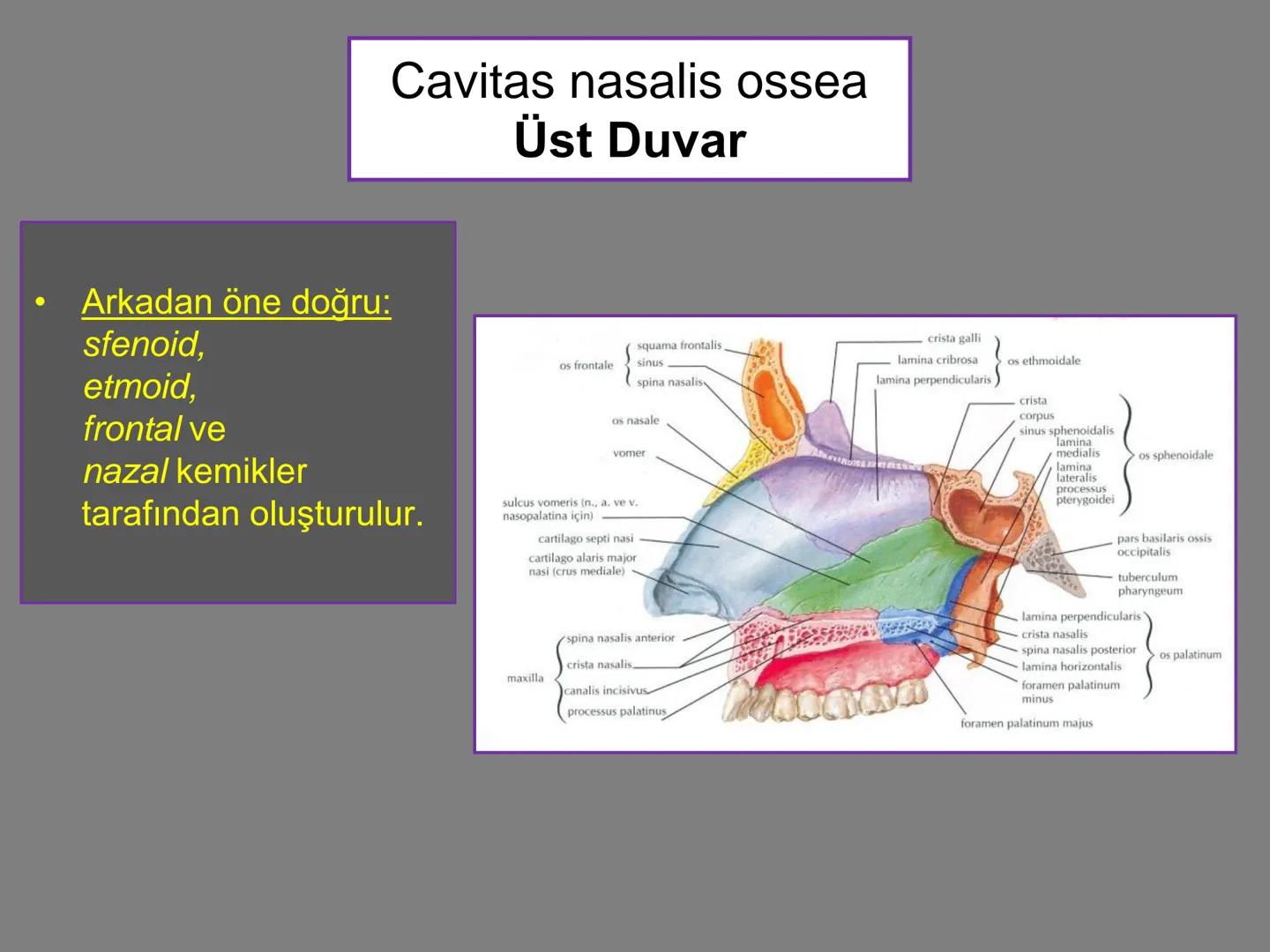 731
ÜNİVER
。
S
E
m
X*1992
Ossa cranii (Kafa kemikleri) # Ossa cranii (Kafa kemikleri)
- Neurocranium
Calvaria
Basis cranii
os frontale