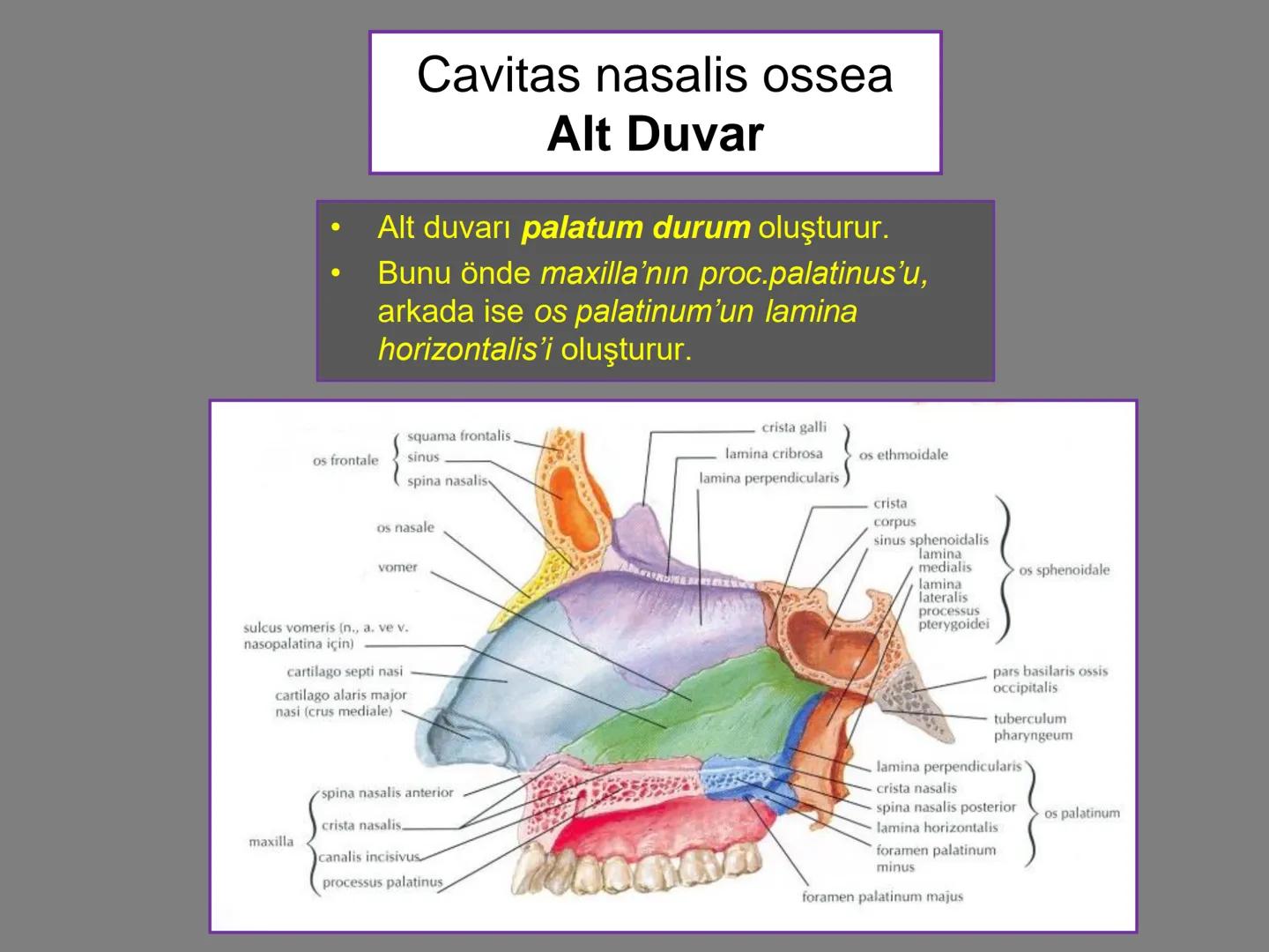 731
ÜNİVER
。
S
E
m
X*1992
Ossa cranii (Kafa kemikleri) # Ossa cranii (Kafa kemikleri)
- Neurocranium
Calvaria
Basis cranii
os frontale