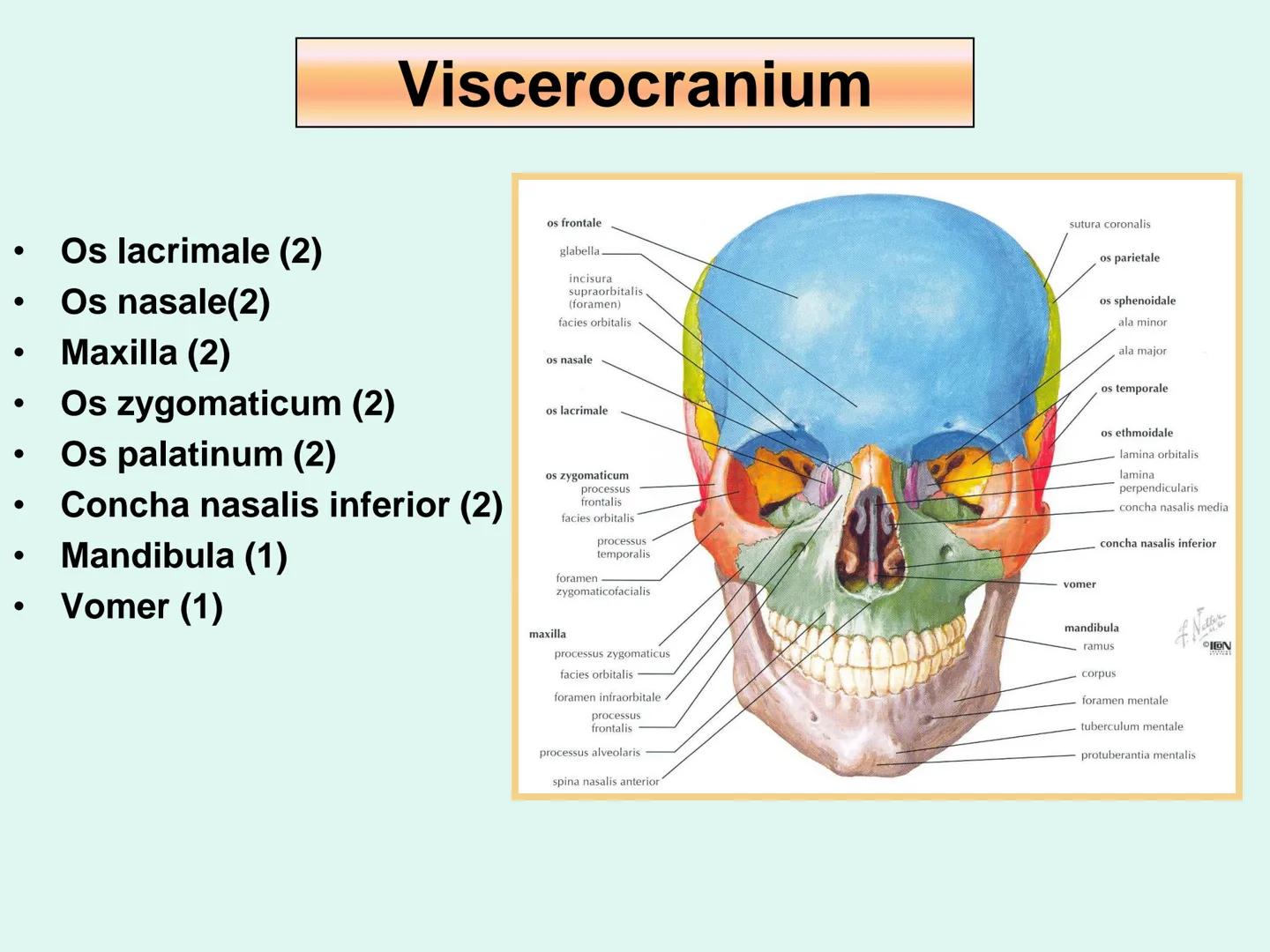 731
ÜNİVER
。
S
E
m
X*1992
Ossa cranii (Kafa kemikleri) # Ossa cranii (Kafa kemikleri)
- Neurocranium
Calvaria
Basis cranii
os frontale