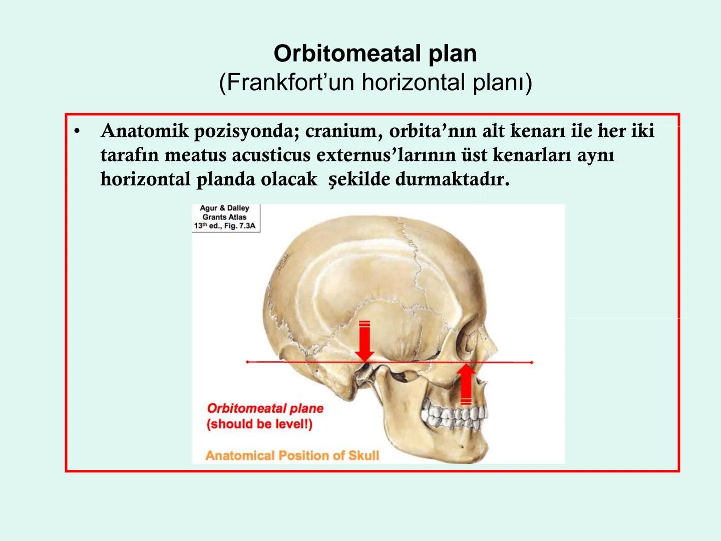 731
ÜNİVER
。
S
E
m
X*1992
Ossa cranii (Kafa kemikleri) # Ossa cranii (Kafa kemikleri)
- Neurocranium
Calvaria
Basis cranii
os frontale