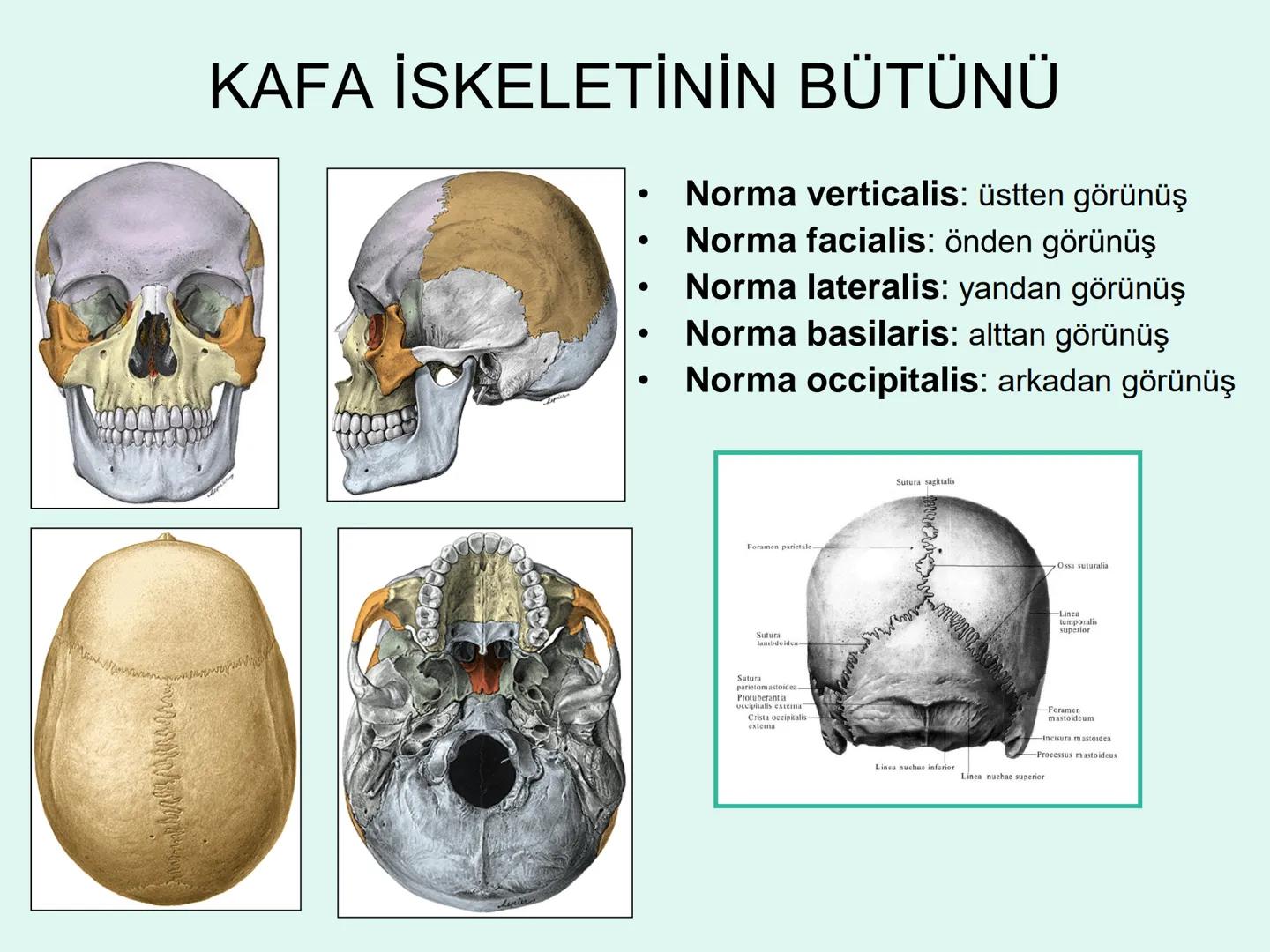 731
ÜNİVER
。
S
E
m
X*1992
Ossa cranii (Kafa kemikleri) # Ossa cranii (Kafa kemikleri)
- Neurocranium
Calvaria
Basis cranii
os frontale