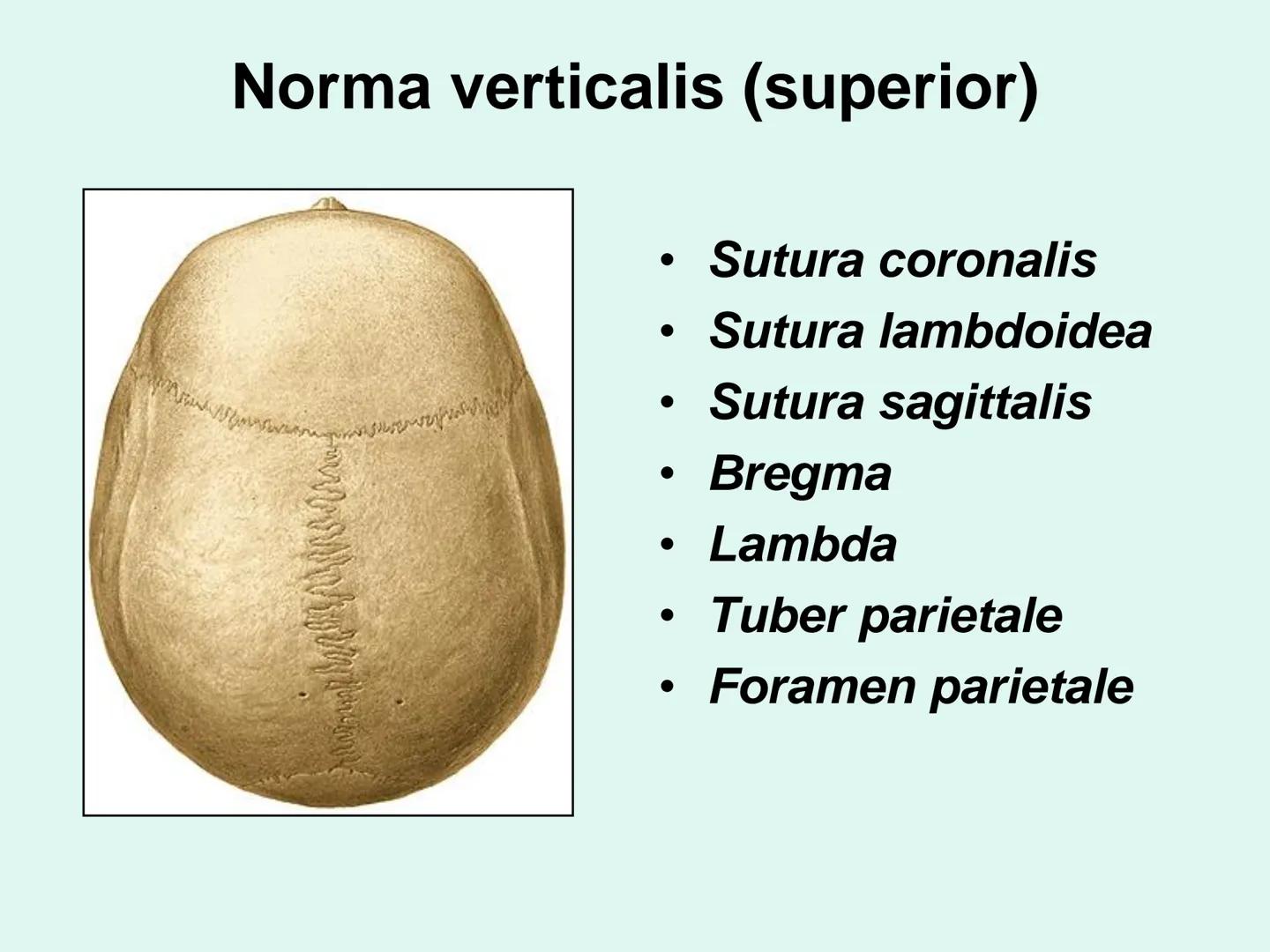 731
ÜNİVER
。
S
E
m
X*1992
Ossa cranii (Kafa kemikleri) # Ossa cranii (Kafa kemikleri)
- Neurocranium
Calvaria
Basis cranii
os frontale