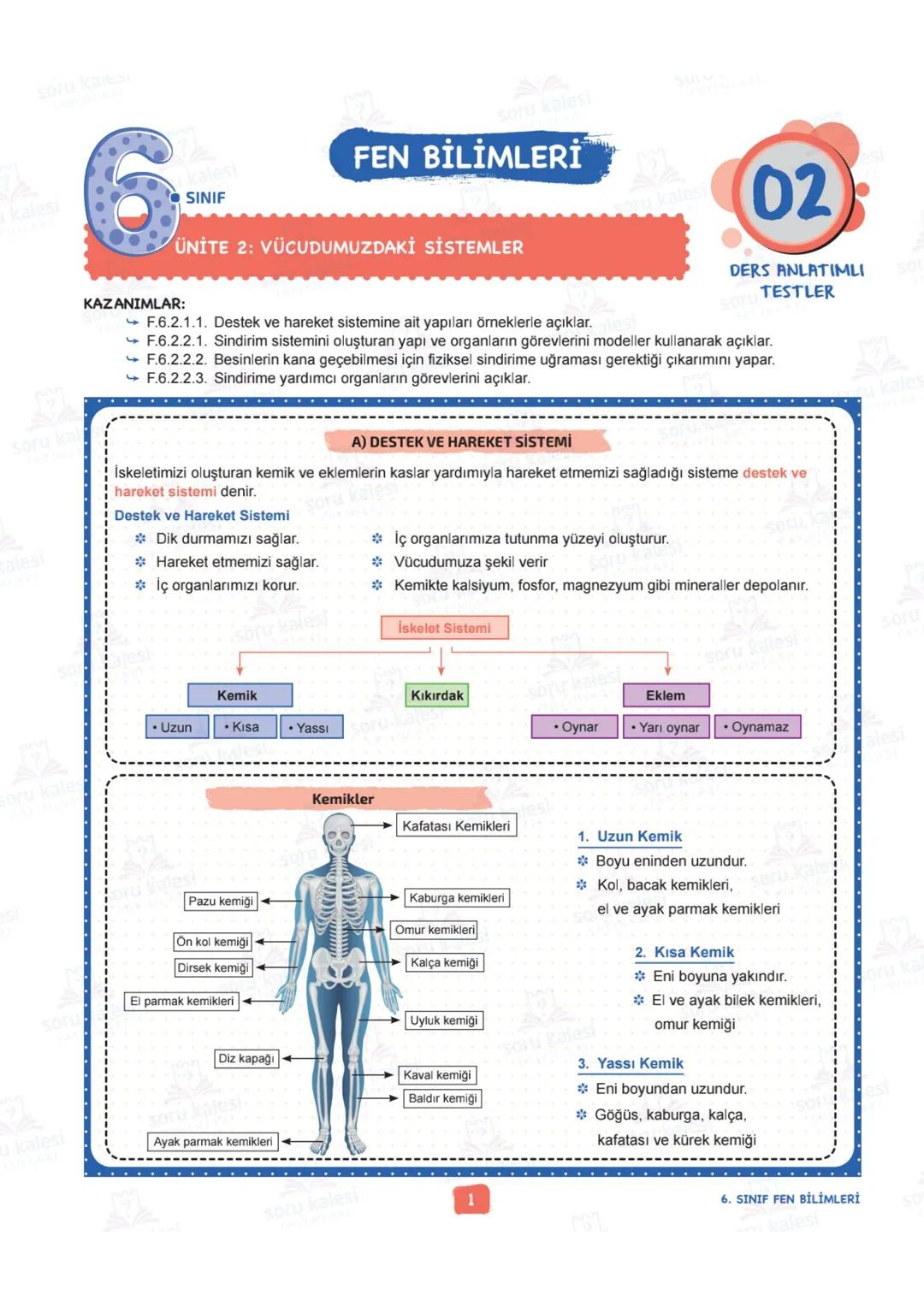 # 6
SINIF
FEN BİLİMLERİ
## ÜNİTE 2: VÜCUDUMUZDAKİ SİSTEMLER
### KAZANIMLAR:
- F.6.2.1.1. Destek ve hareket sistemine ait yapıları örnekle