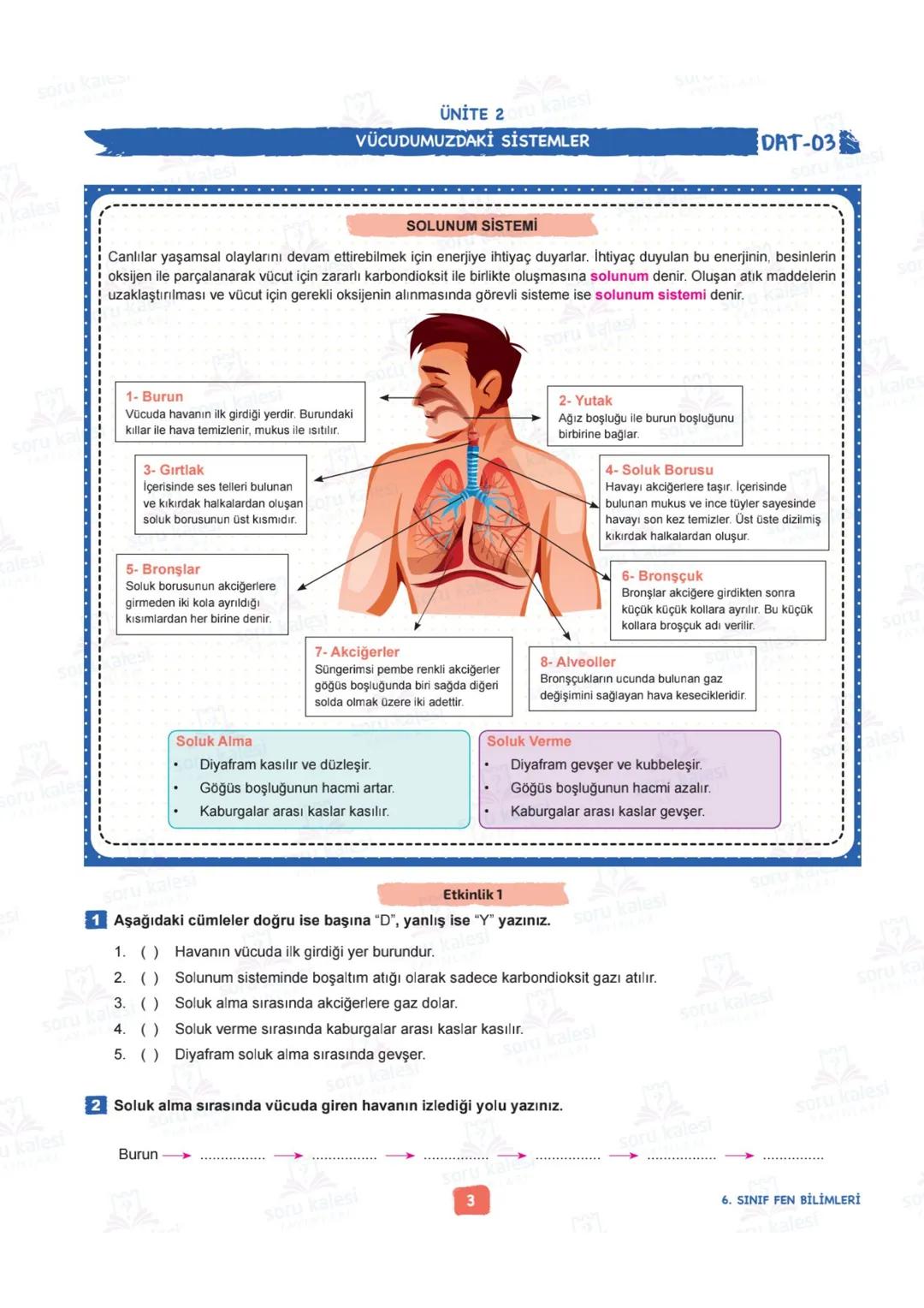 # 6
SINIF
FEN BİLİMLERİ
## ÜNİTE 2: VÜCUDUMUZDAKİ SİSTEMLER
### KAZANIMLAR:
- F.6.2.1.1. Destek ve hareket sistemine ait yapıları örnekle