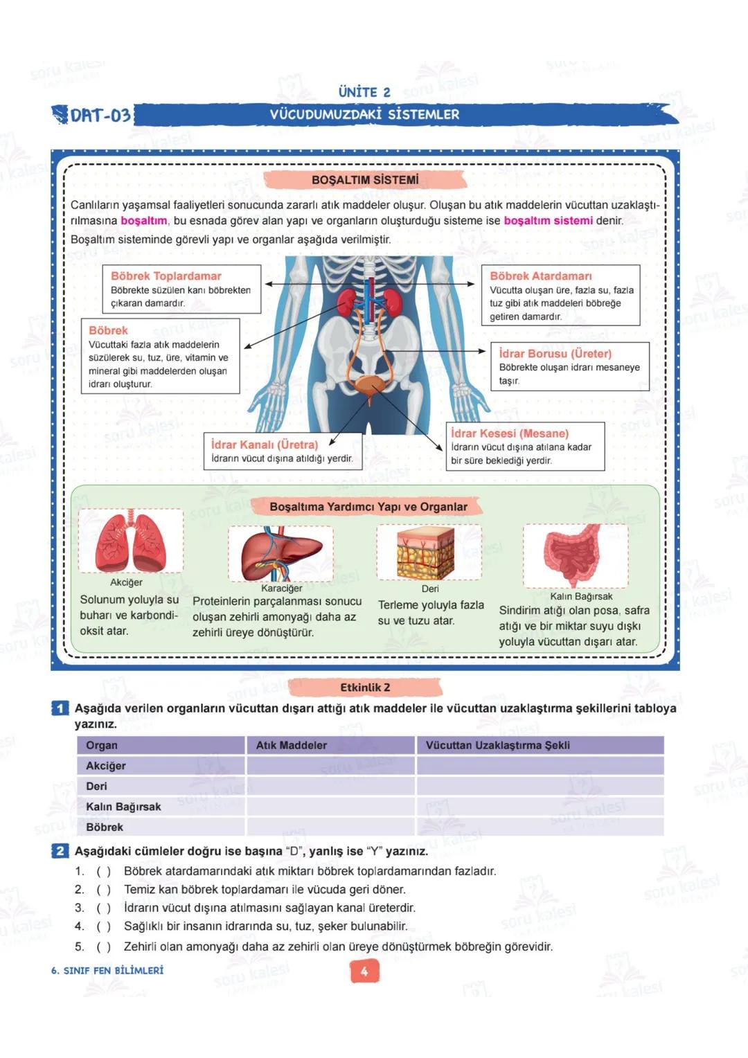 # 6
SINIF
FEN BİLİMLERİ
## ÜNİTE 2: VÜCUDUMUZDAKİ SİSTEMLER
### KAZANIMLAR:
- F.6.2.1.1. Destek ve hareket sistemine ait yapıları örnekle