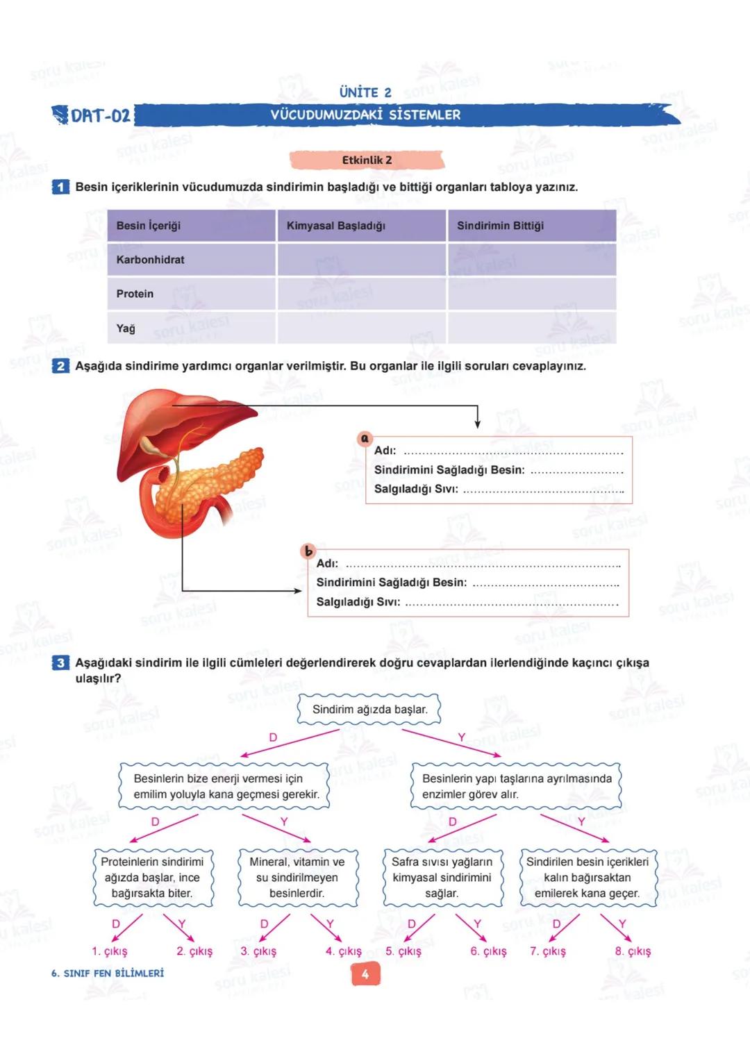 # 6
SINIF
FEN BİLİMLERİ
## ÜNİTE 2: VÜCUDUMUZDAKİ SİSTEMLER
### KAZANIMLAR:
- F.6.2.1.1. Destek ve hareket sistemine ait yapıları örnekle