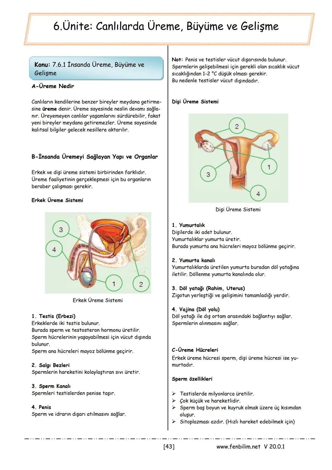 7.sınıf canlılarda üreme büyüme gelişme