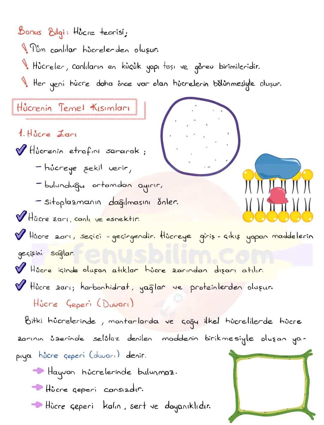 # HÜCRE
✔ Canlıların, canlılık özelliği gösteren en küçük yapı ve görev birimine hücre
denir.
✔ Hücreler çok küçük yapılı olduklarından do