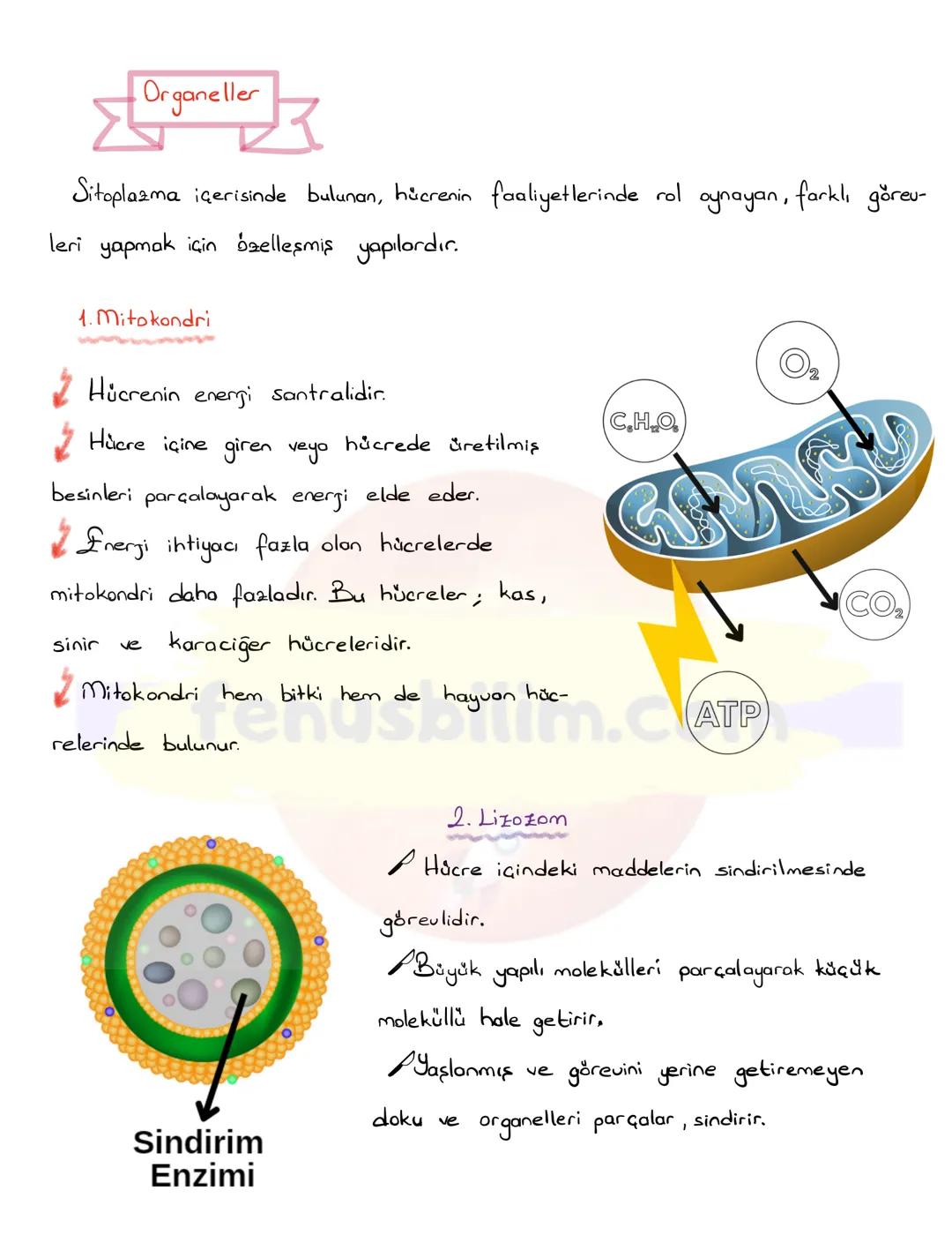 # HÜCRE
✔ Canlıların, canlılık özelliği gösteren en küçük yapı ve görev birimine hücre
denir.
✔ Hücreler çok küçük yapılı olduklarından do