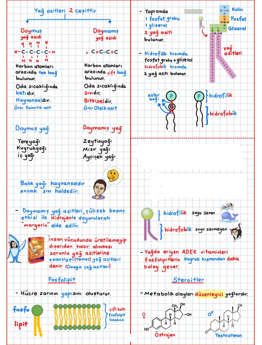Canlıların Temel Bilesenleri (CTB)
inorganik + organik → canlı
CTB
inorganik ①
Su (H20)
Asit-Baz-Tuz
Mineraller
organik ②
Karbonhidratlar
Li
