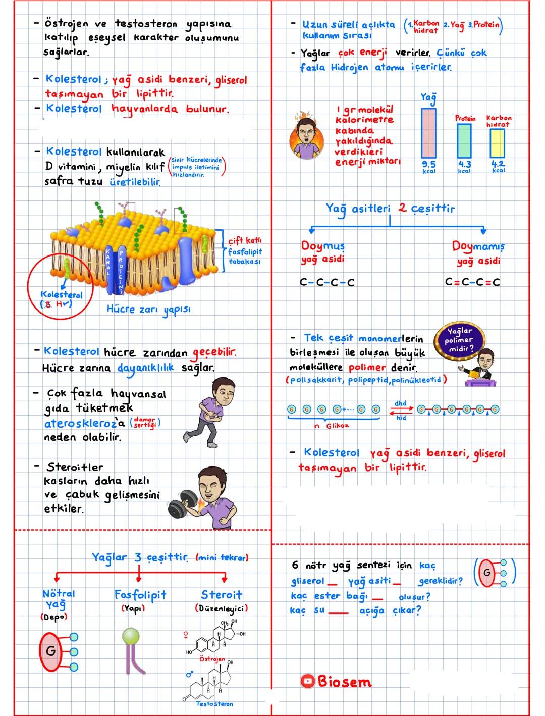 Canlıların Temel Bilesenleri (CTB)
inorganik + organik → canlı
CTB
inorganik ①
Su (H20)
Asit-Baz-Tuz
Mineraller
organik ②
Karbonhidratlar
Li