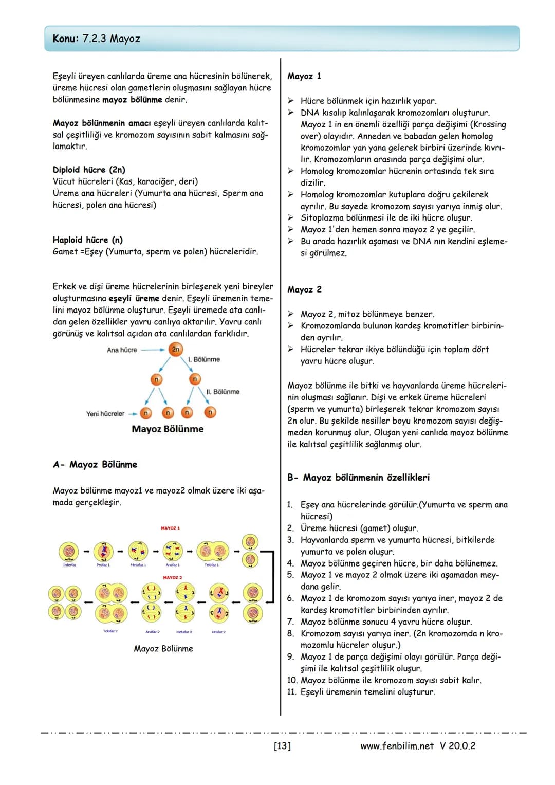 7. Sınıf fen bilimleri ders notları – 13. sayfa